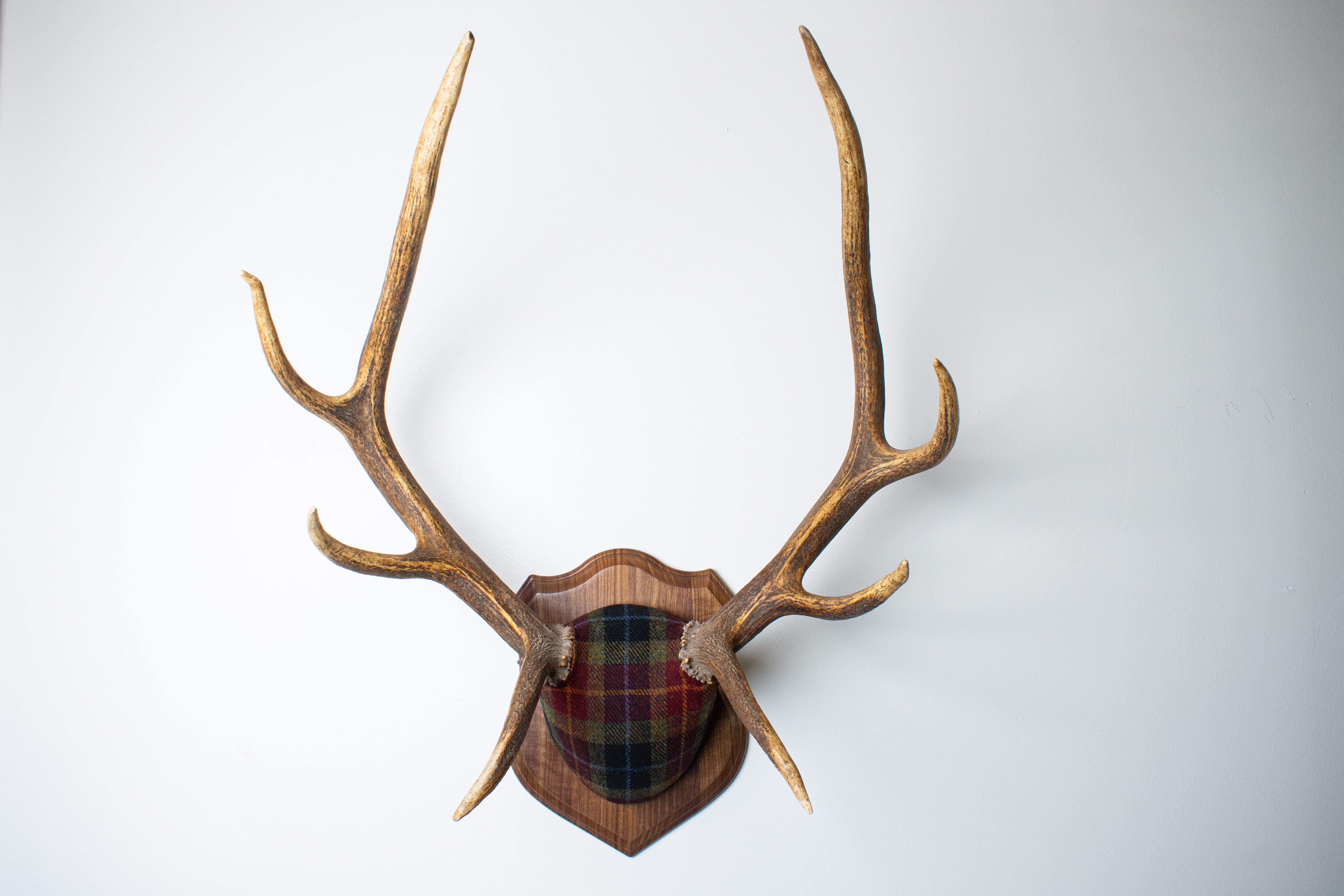 Elk Antler Mount | Green, Red, & Black Tartan | 29