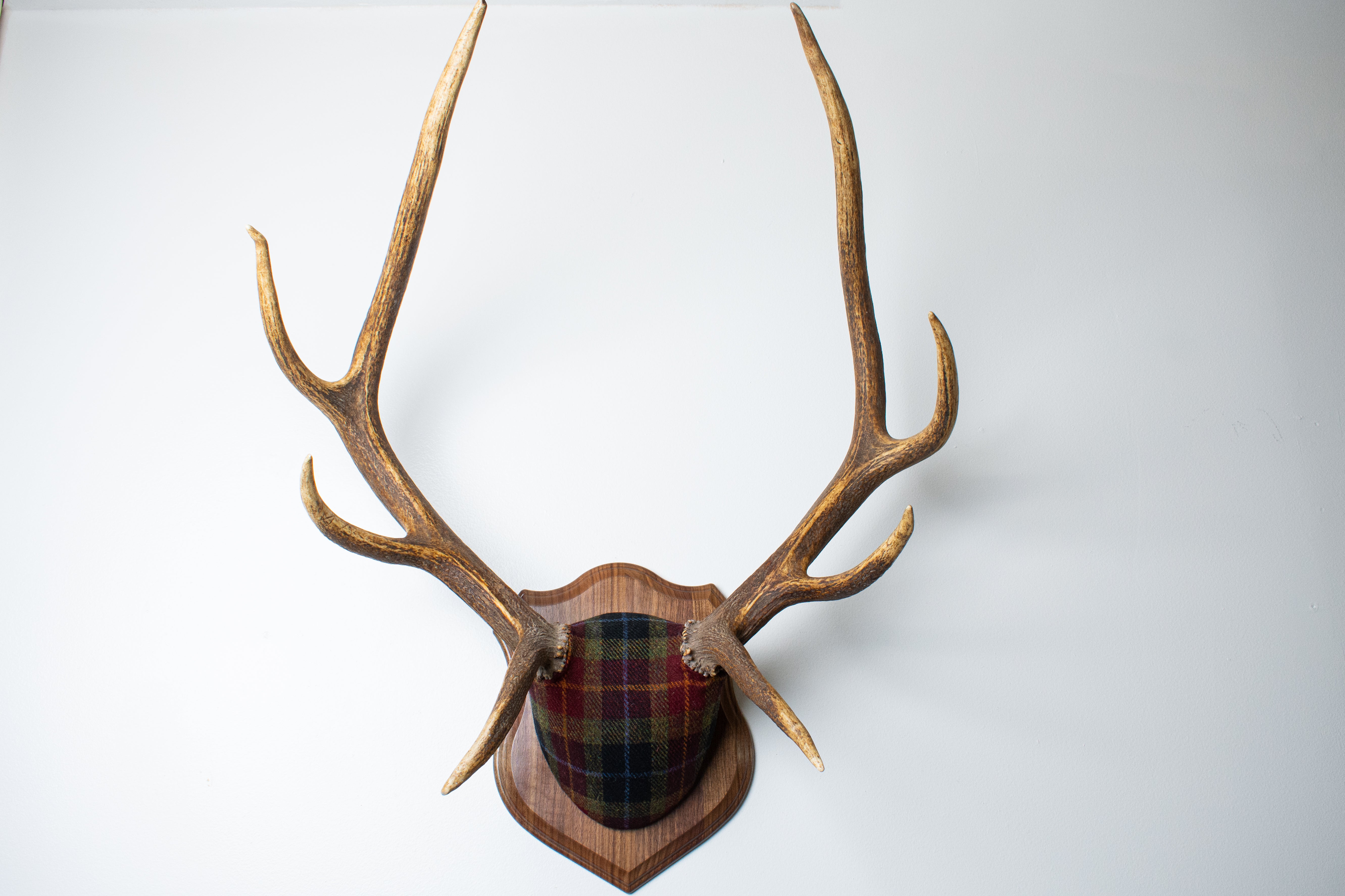 SOLD OUT | Elk Antler Mount | Green, Red, & Black Tartan | 29