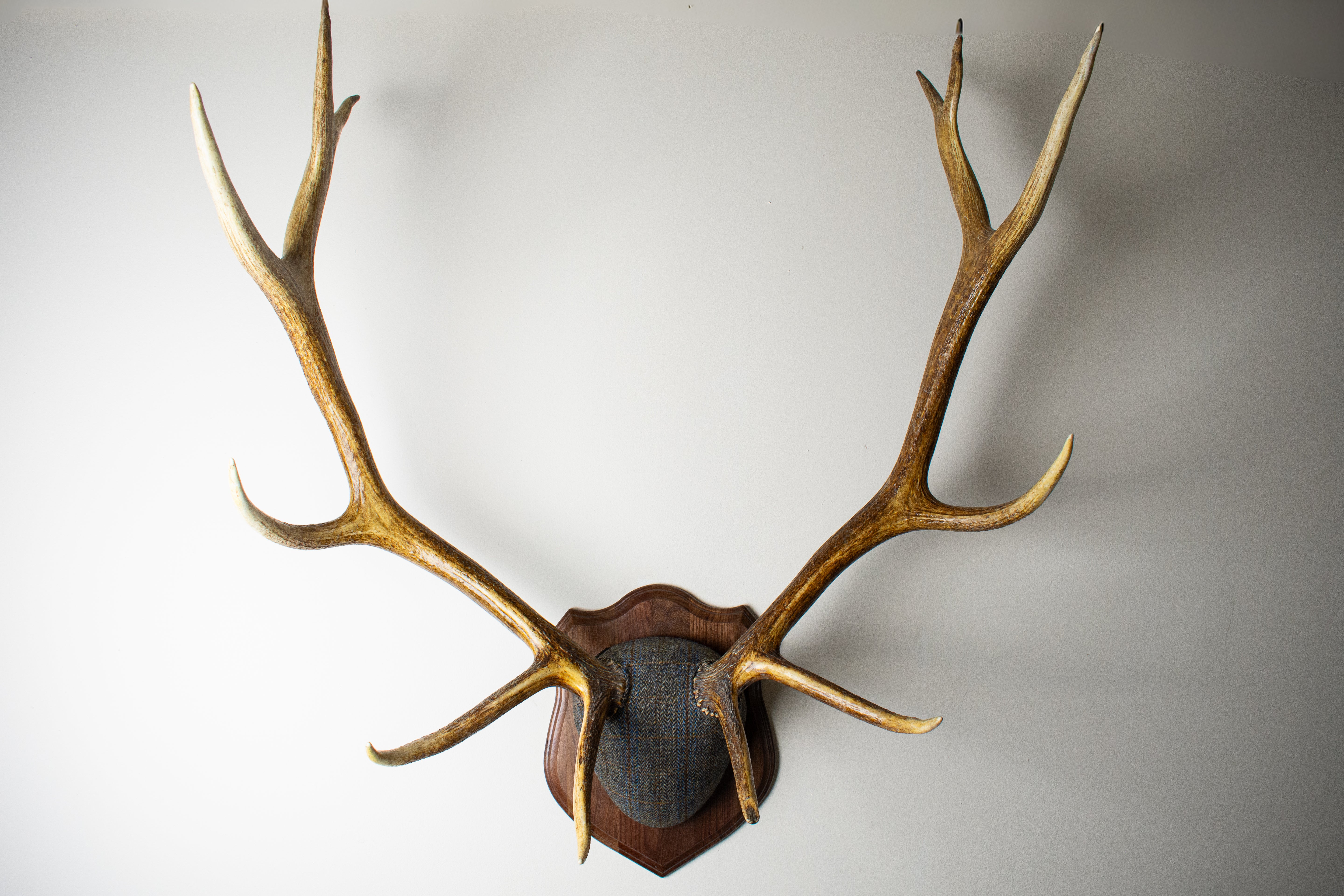 Elk Antler Mount | Green & Blue Herringbone with Rust Overcheck | 30