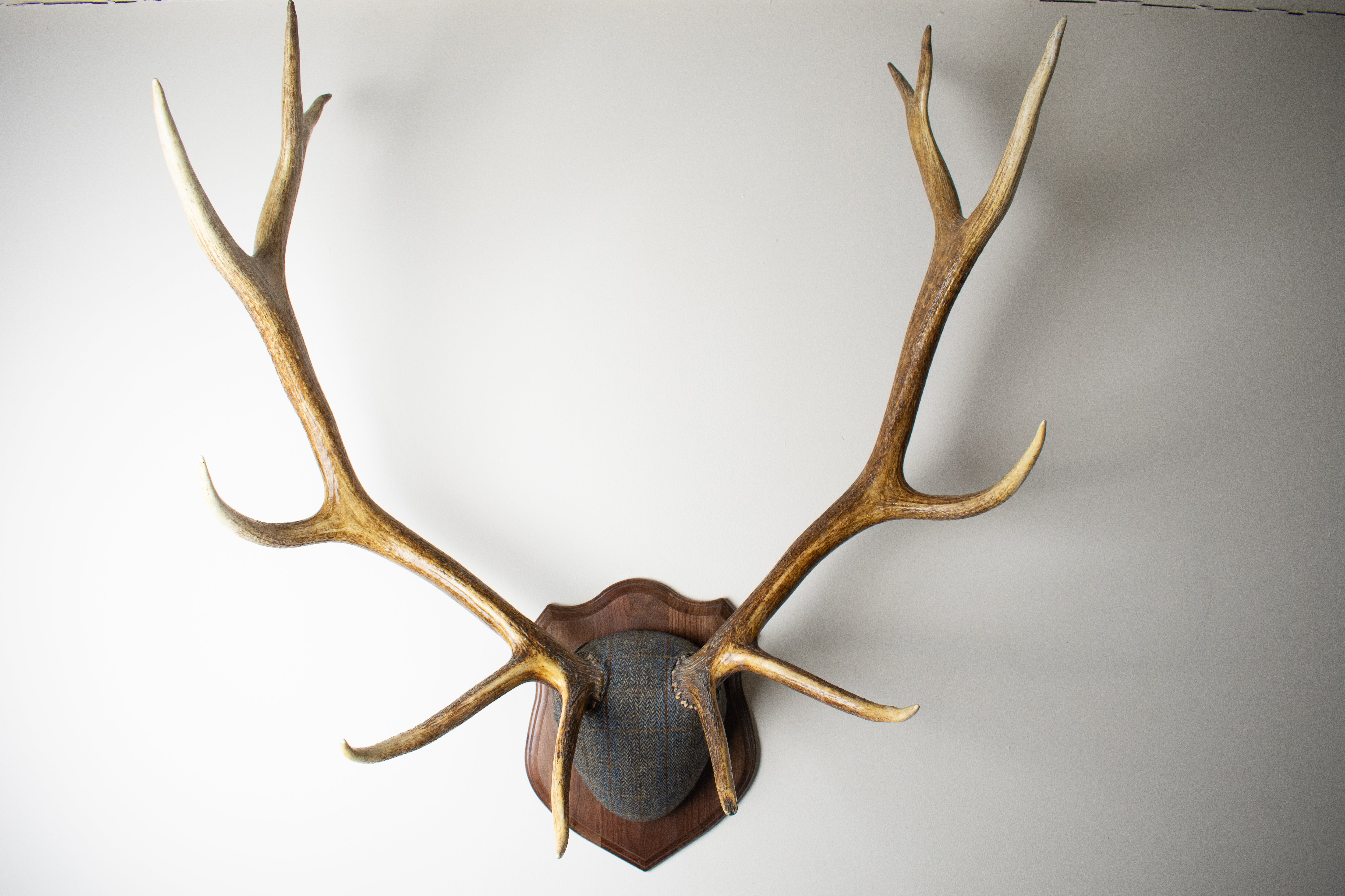 Elk Antler Mount | Green & Blue Herringbone with Rust Overcheck | 30