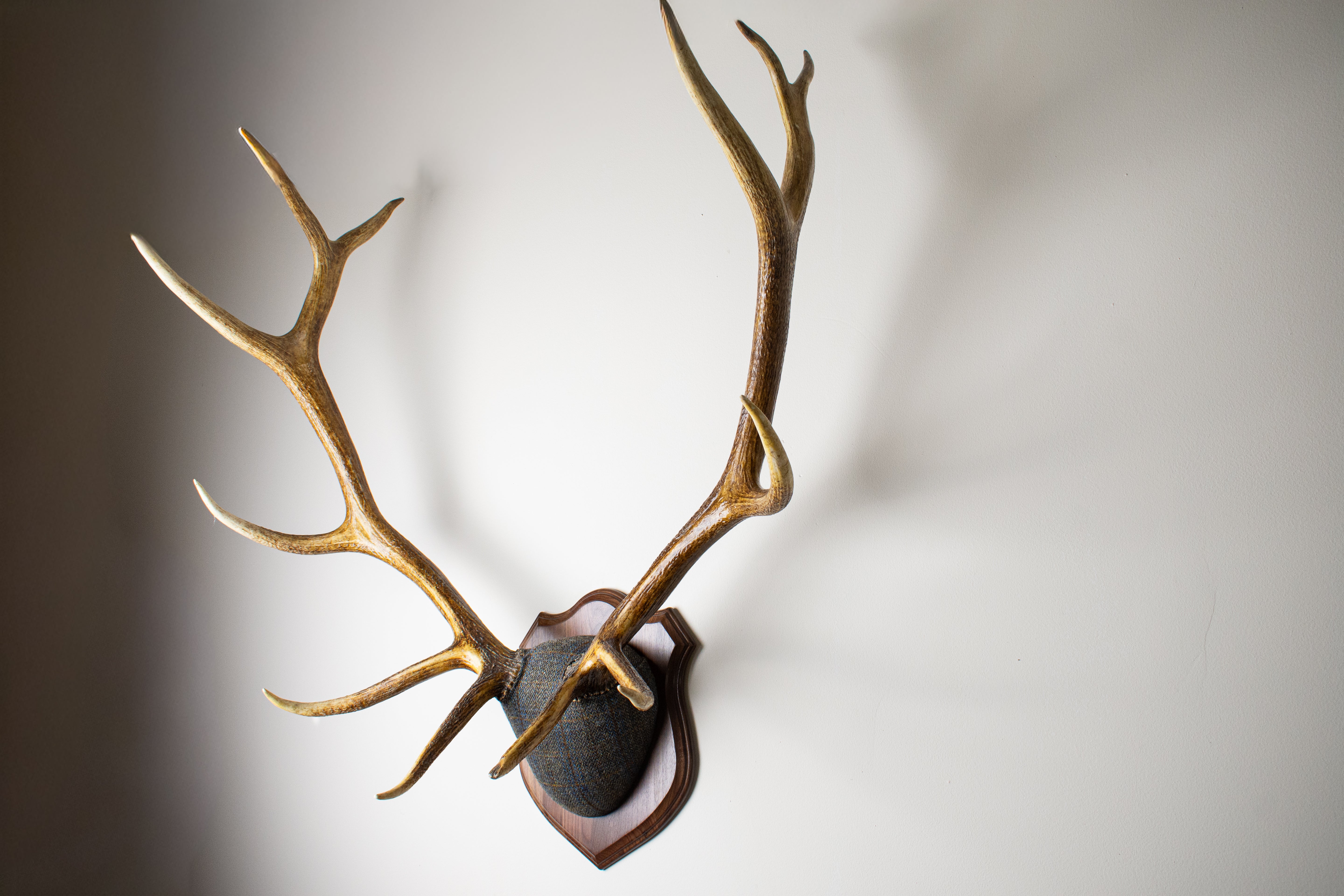 Elk Antler Mount | Green & Blue Herringbone with Rust Overcheck | 30