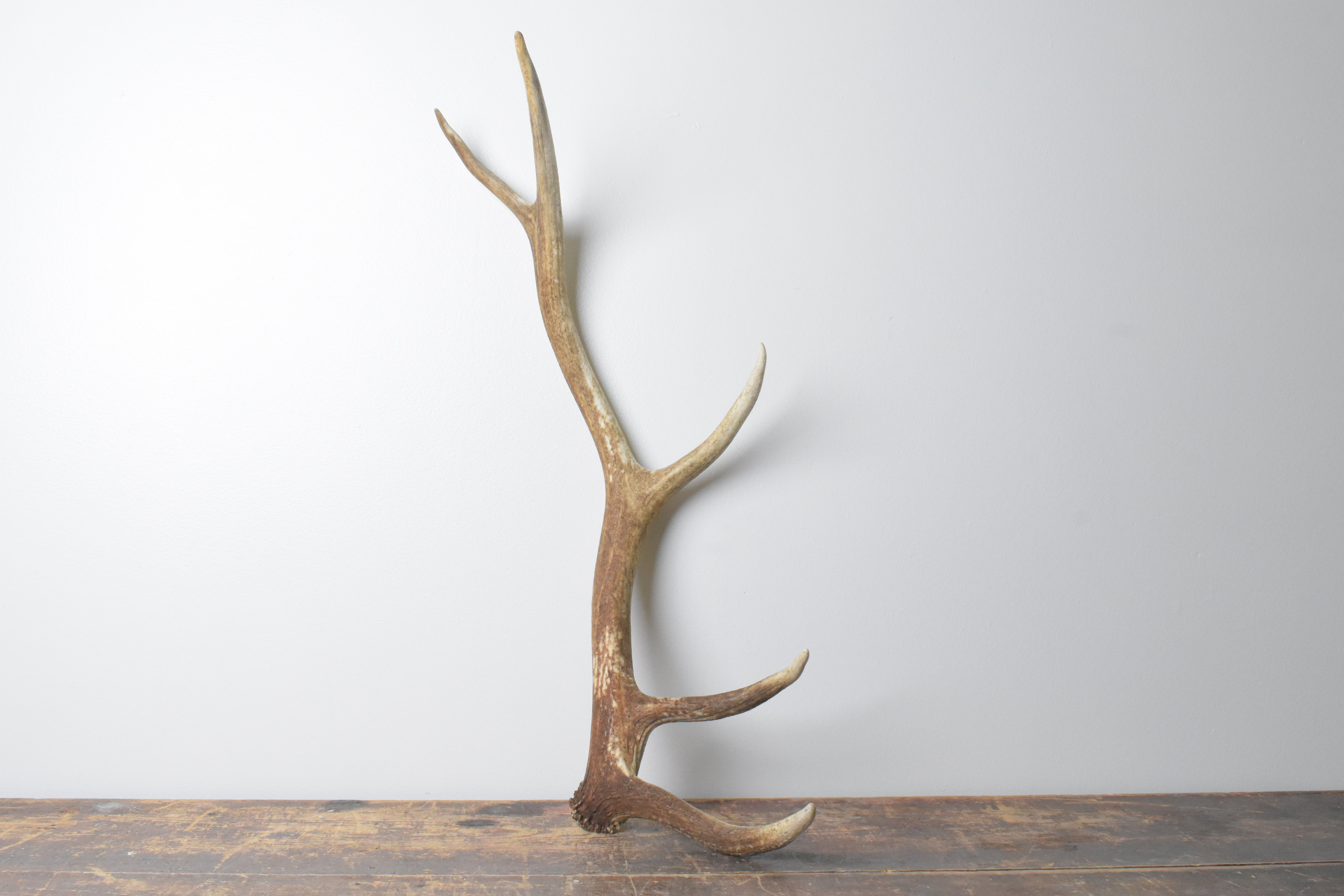 Elk Antler | Medium Size | 118