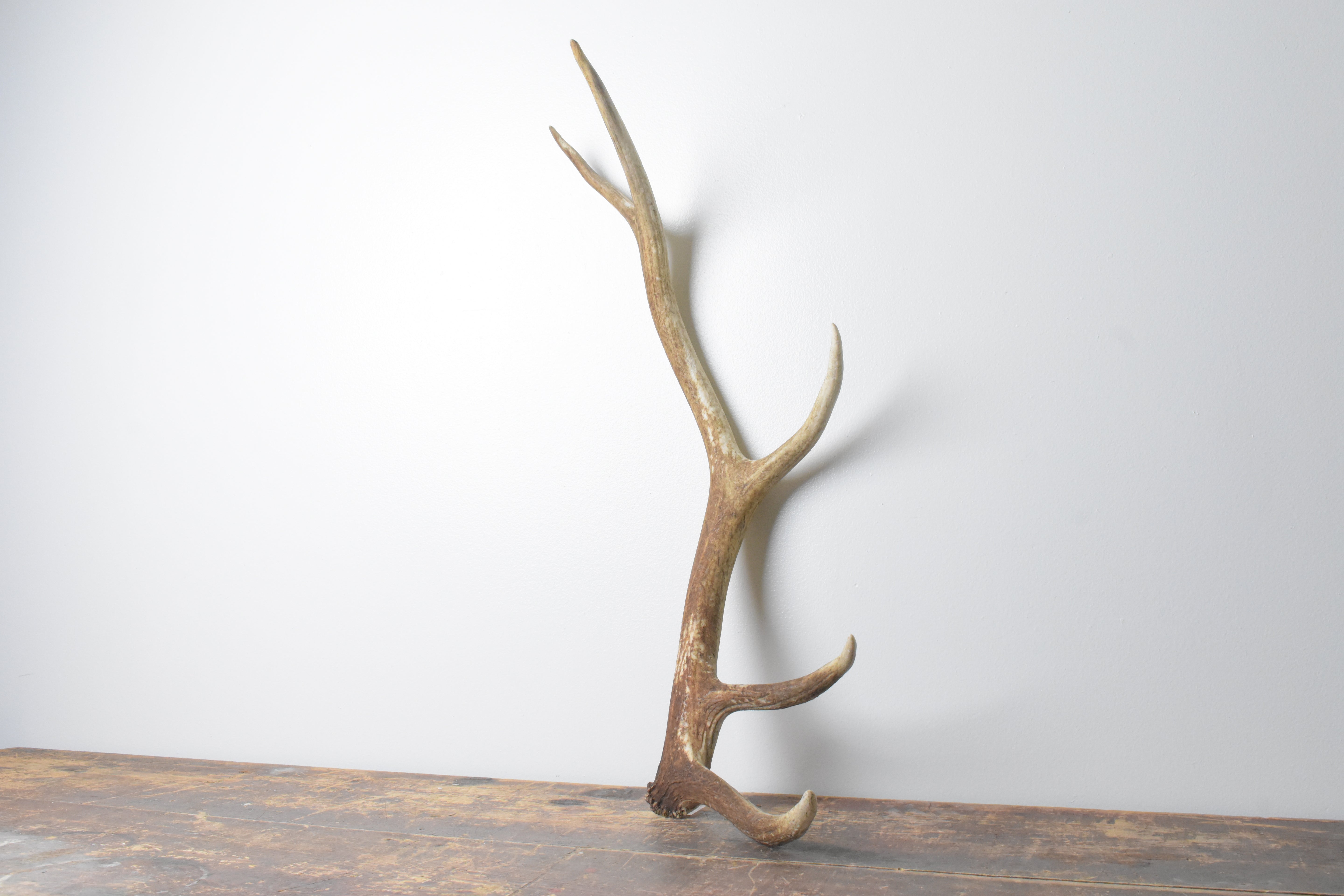 Elk Antler | Medium Size | 118