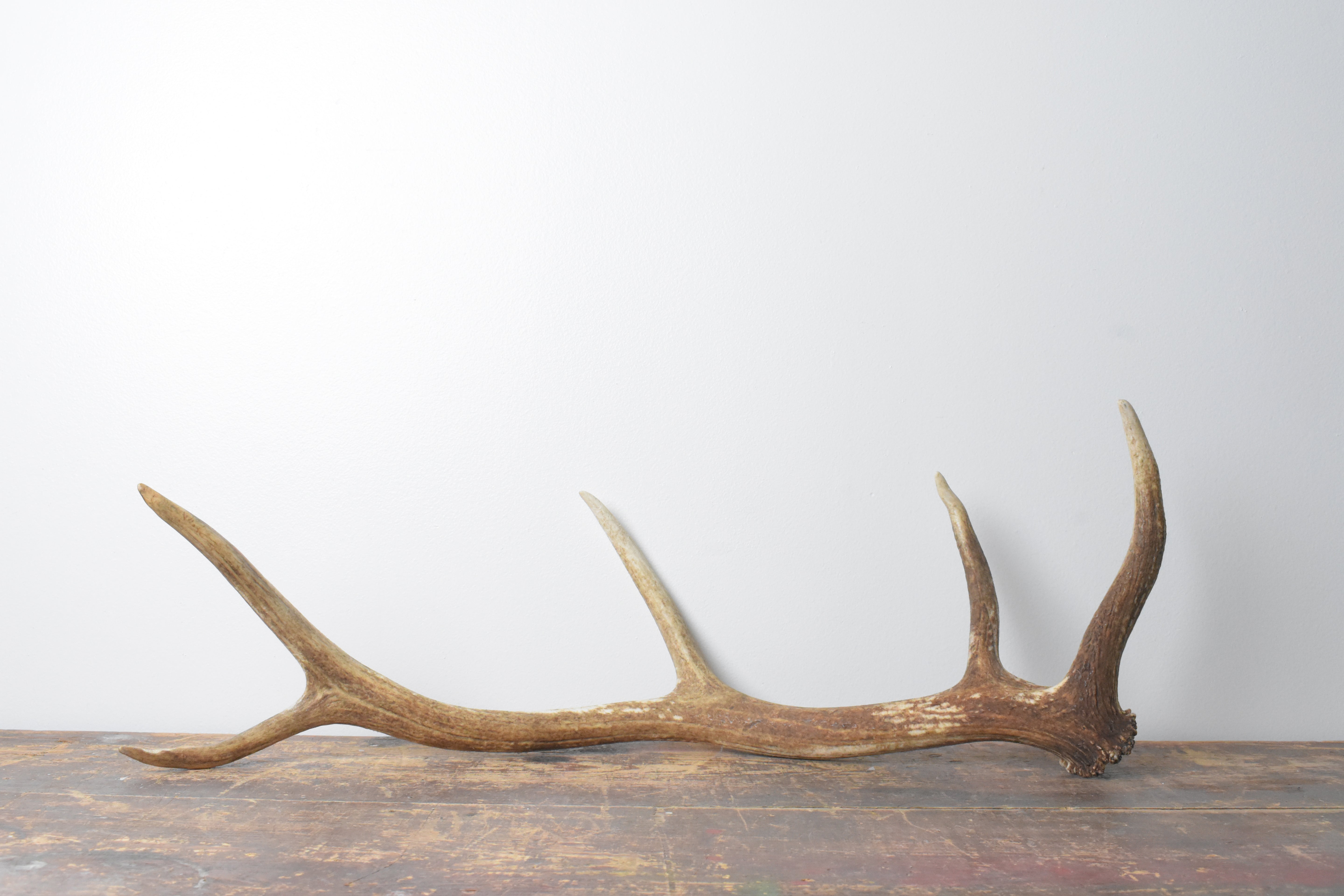 Elk Antler | Medium Size | 118