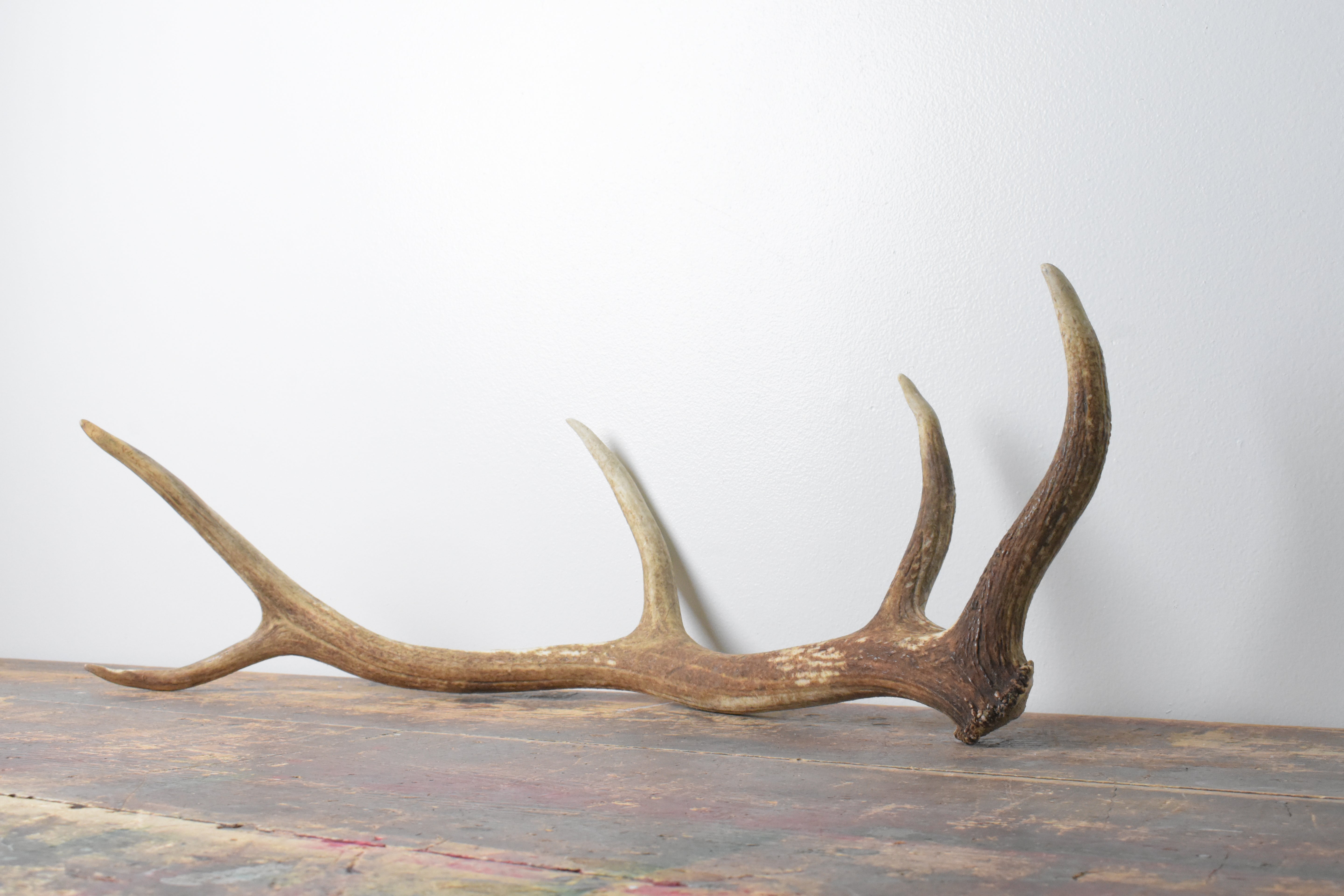 Elk Antler | Medium Size | 118