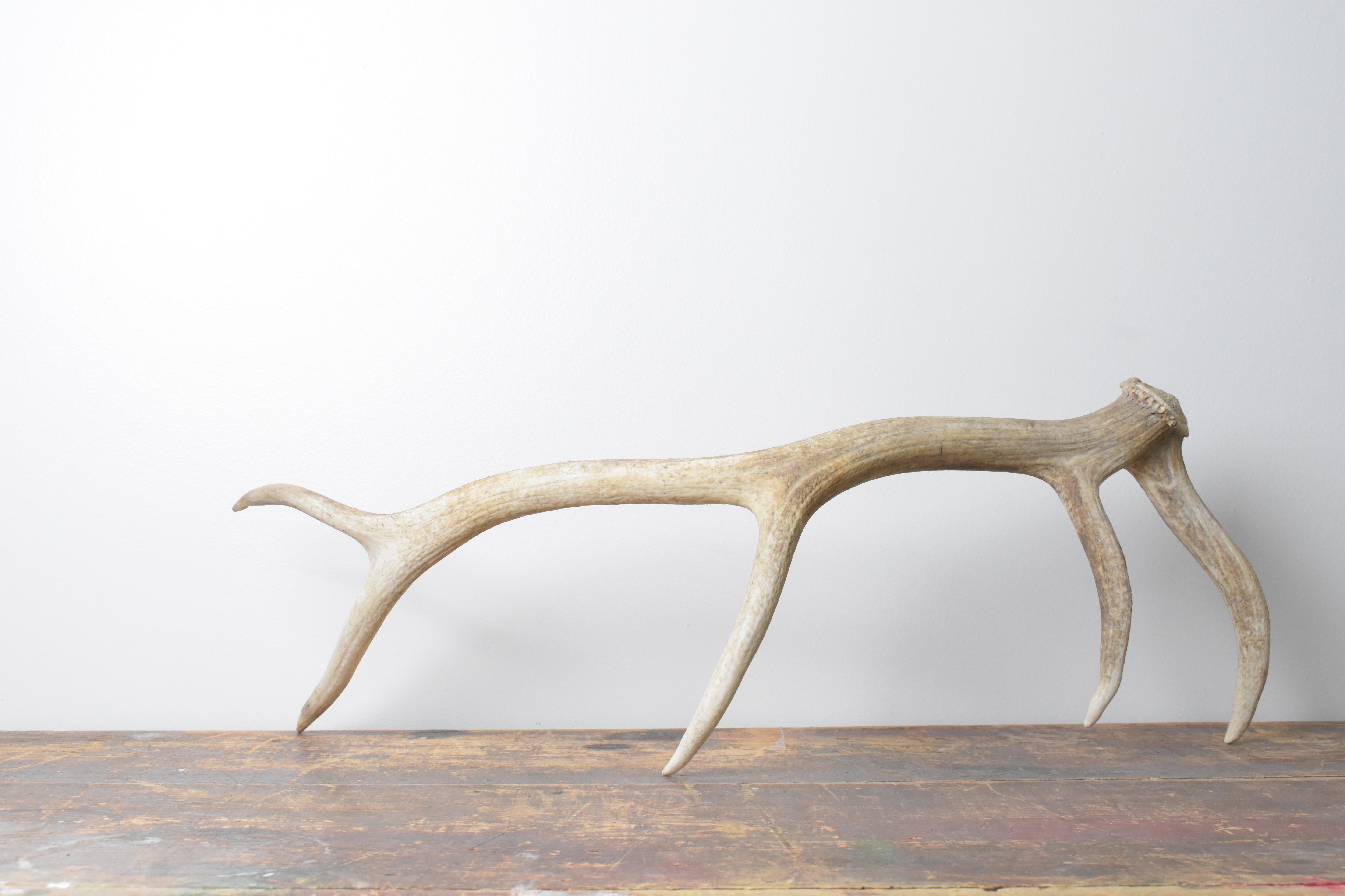 Elk Antler | Medium Size | 118