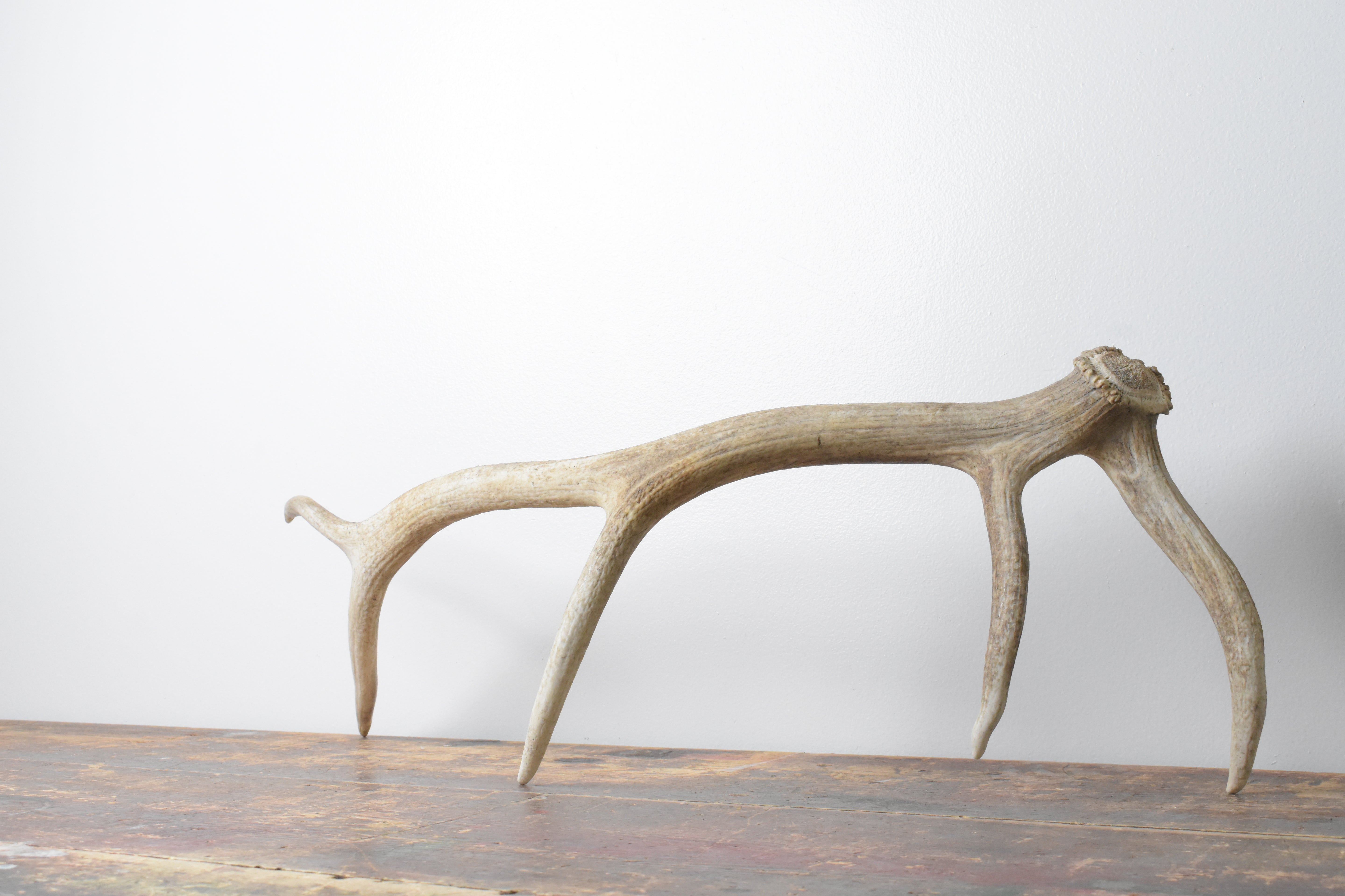 Elk Antler | Medium Size | 118
