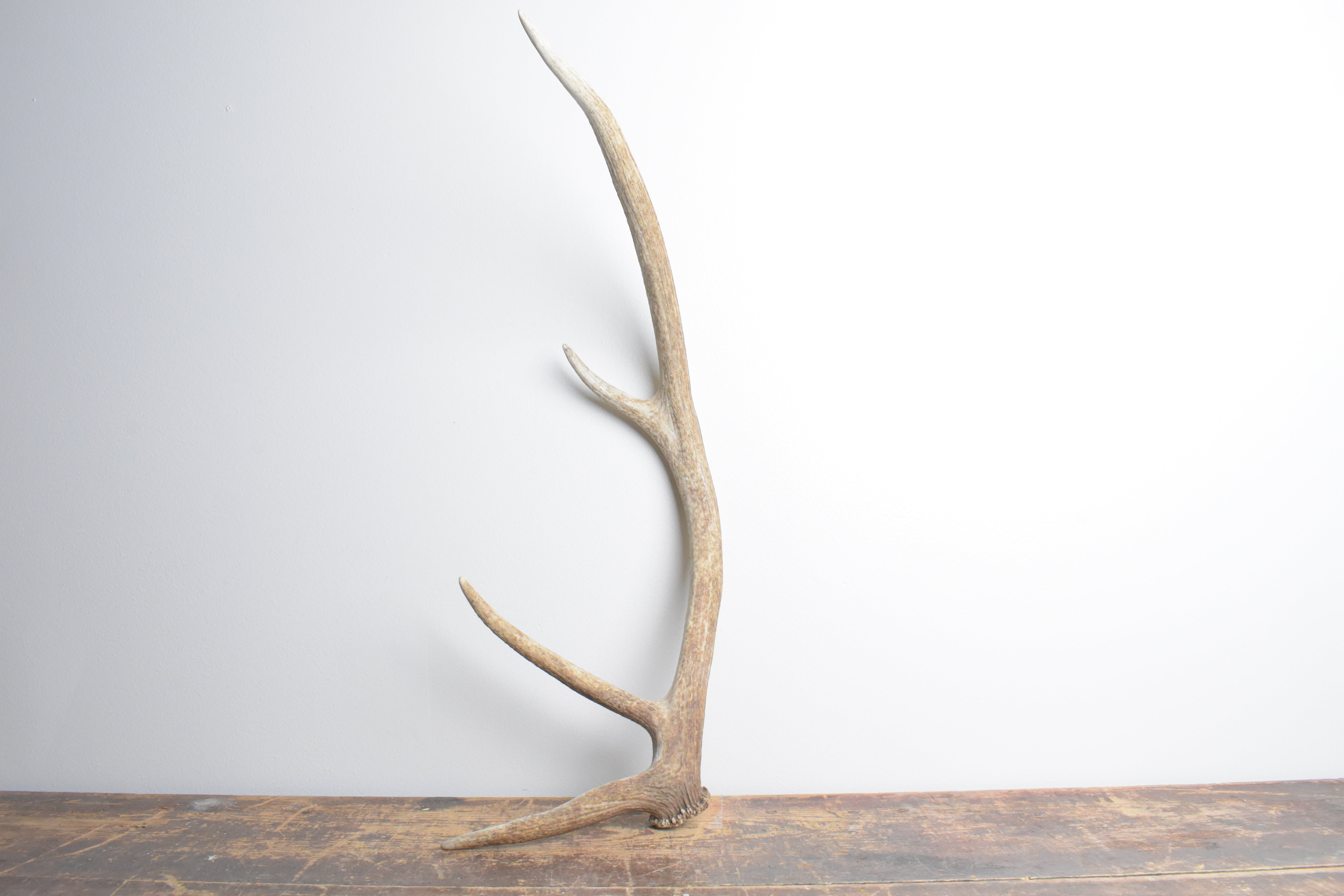 Elk Antler | Small Size | 112