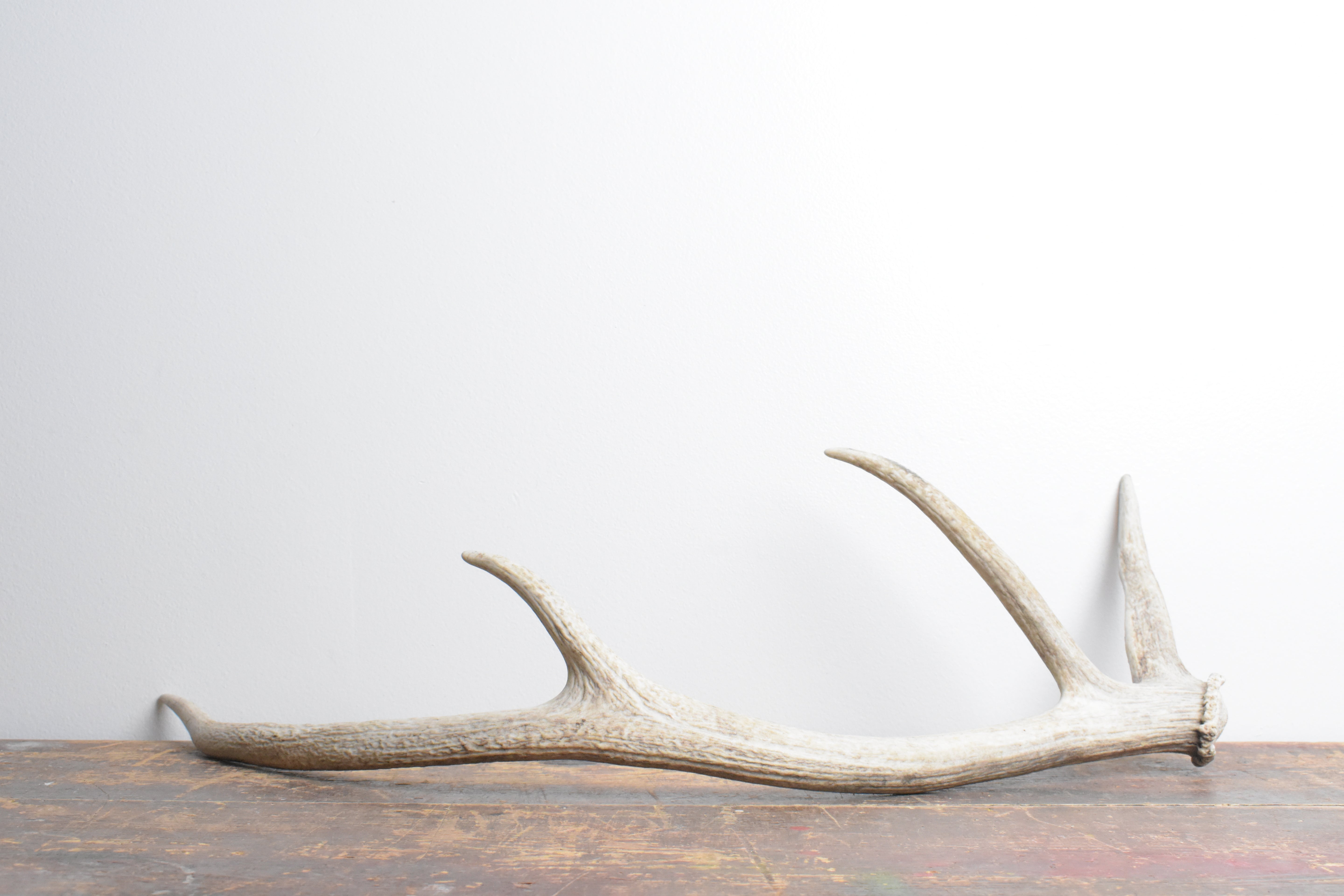 Elk Antler | Small Size | 112
