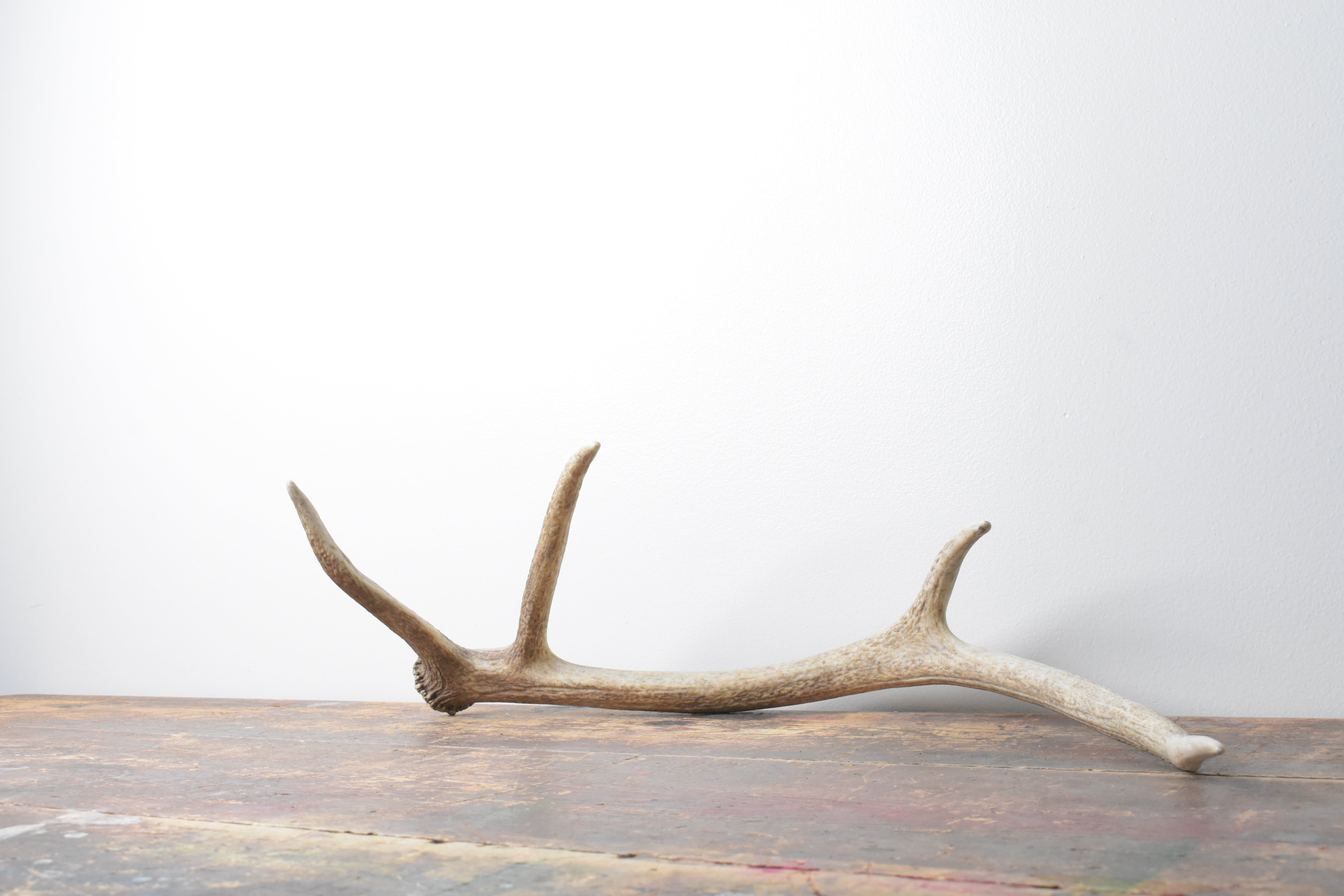 Elk Antler | Small Size | 112