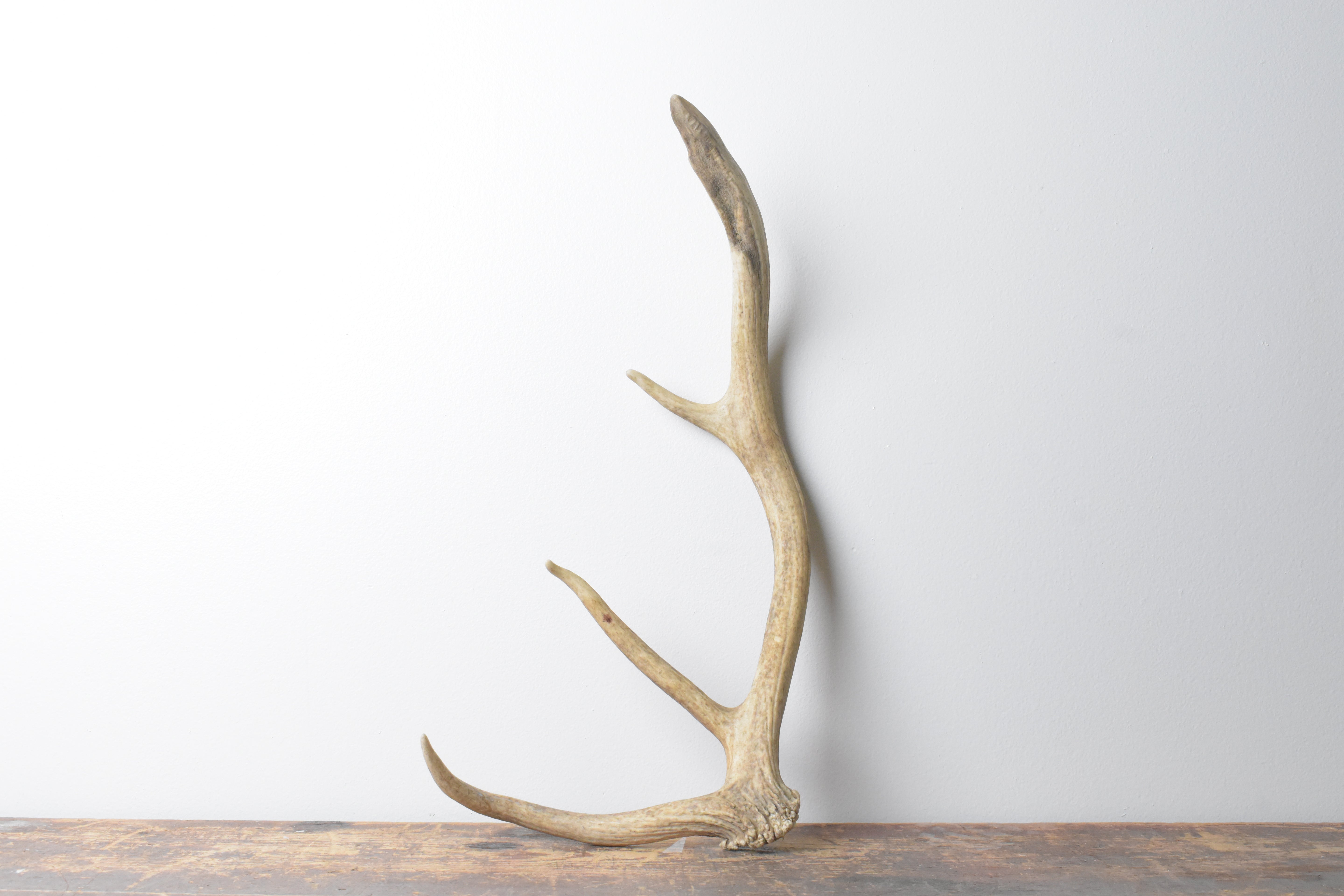 Elk Antler | Small Size | 117