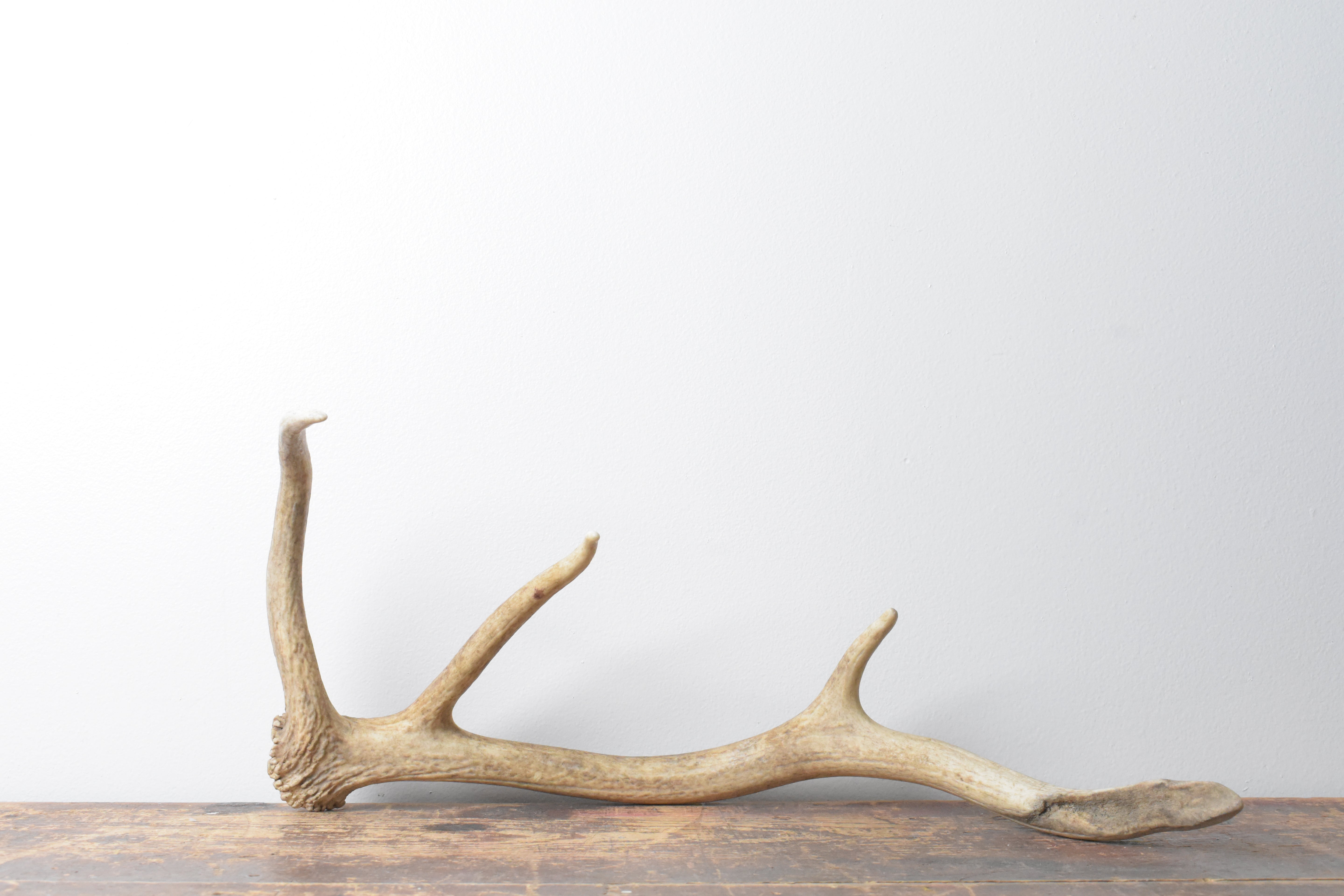 Elk Antler | Small Size | 117