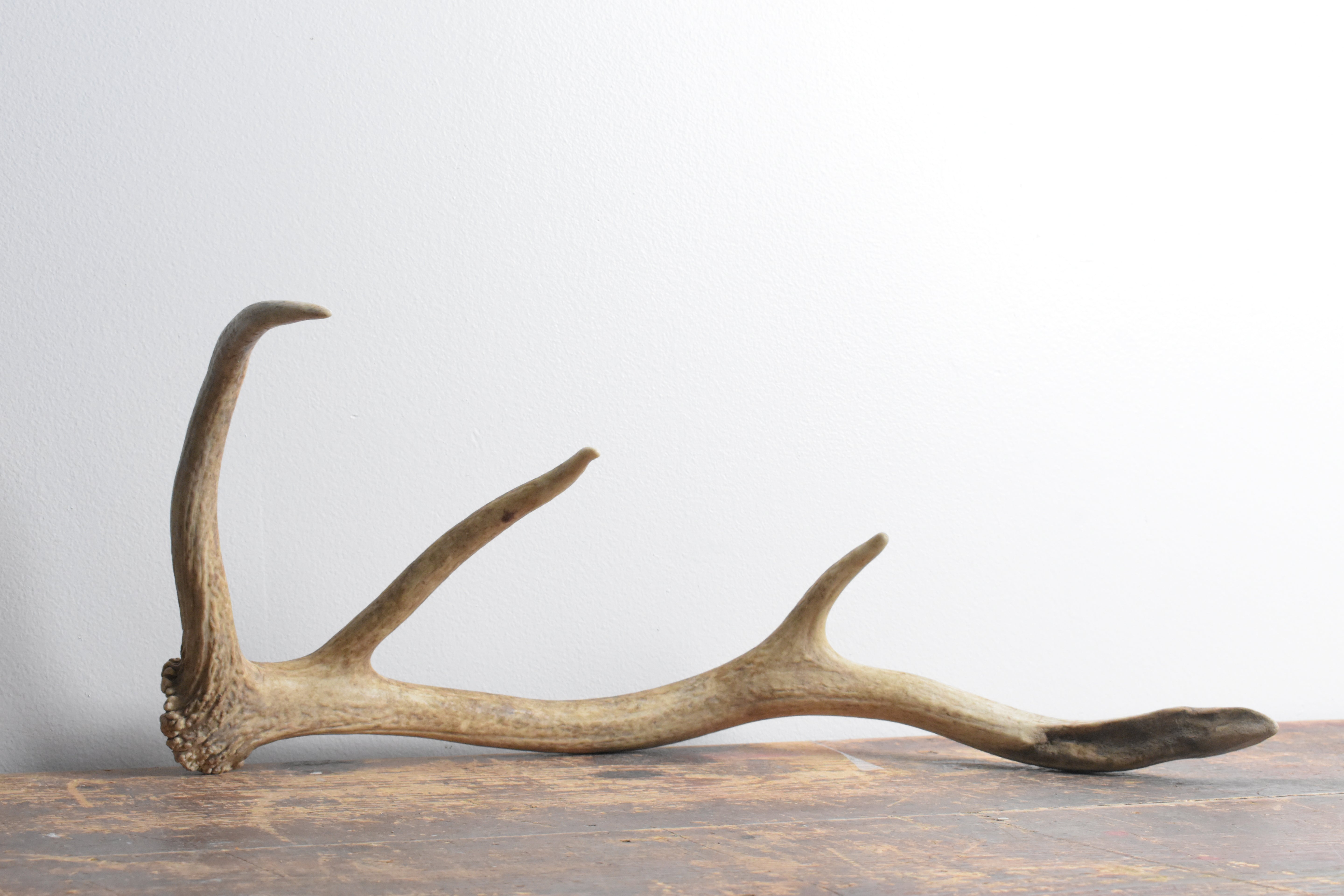 Elk Antler | Small Size | 117