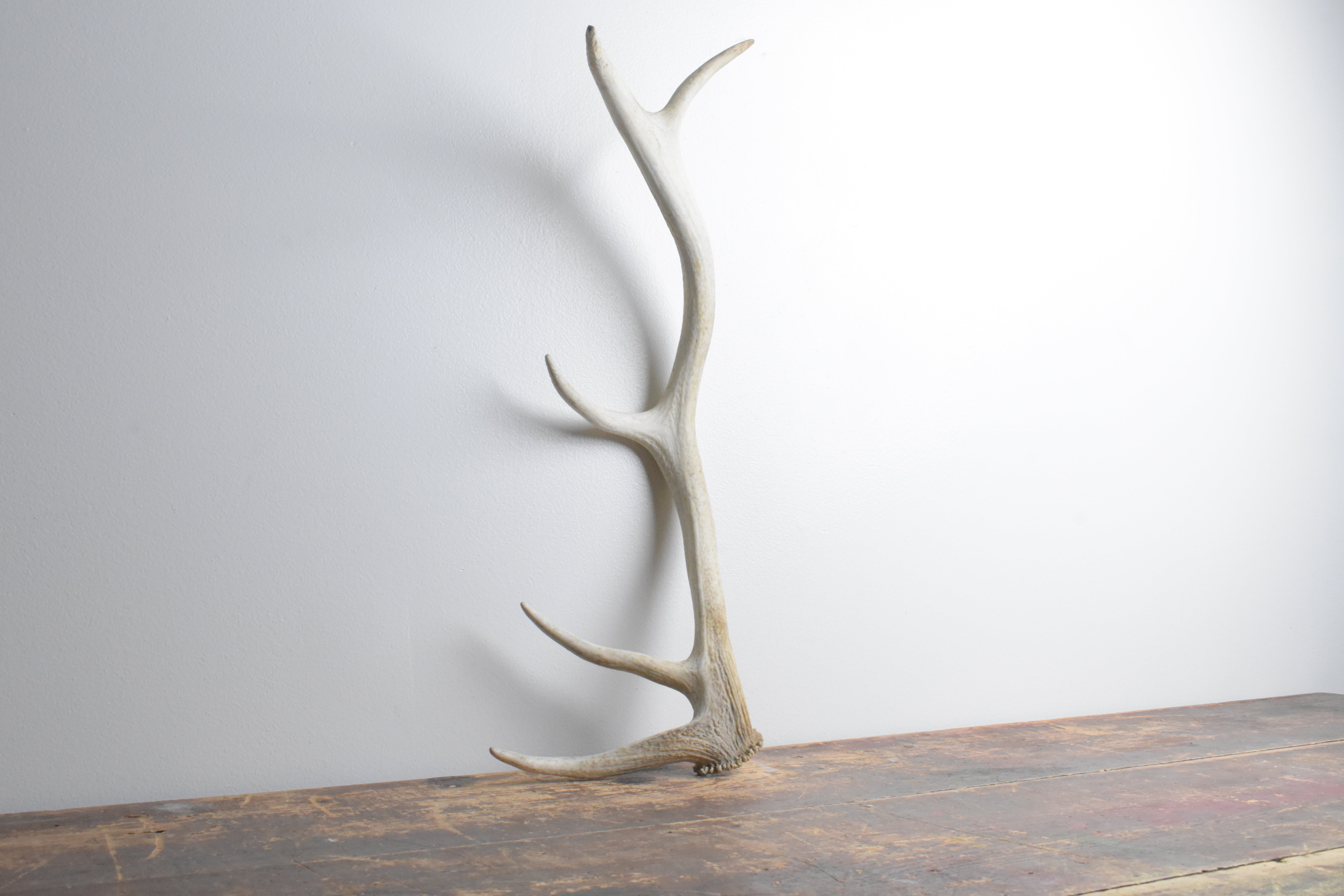 Elk Antler | Medium Size | 113