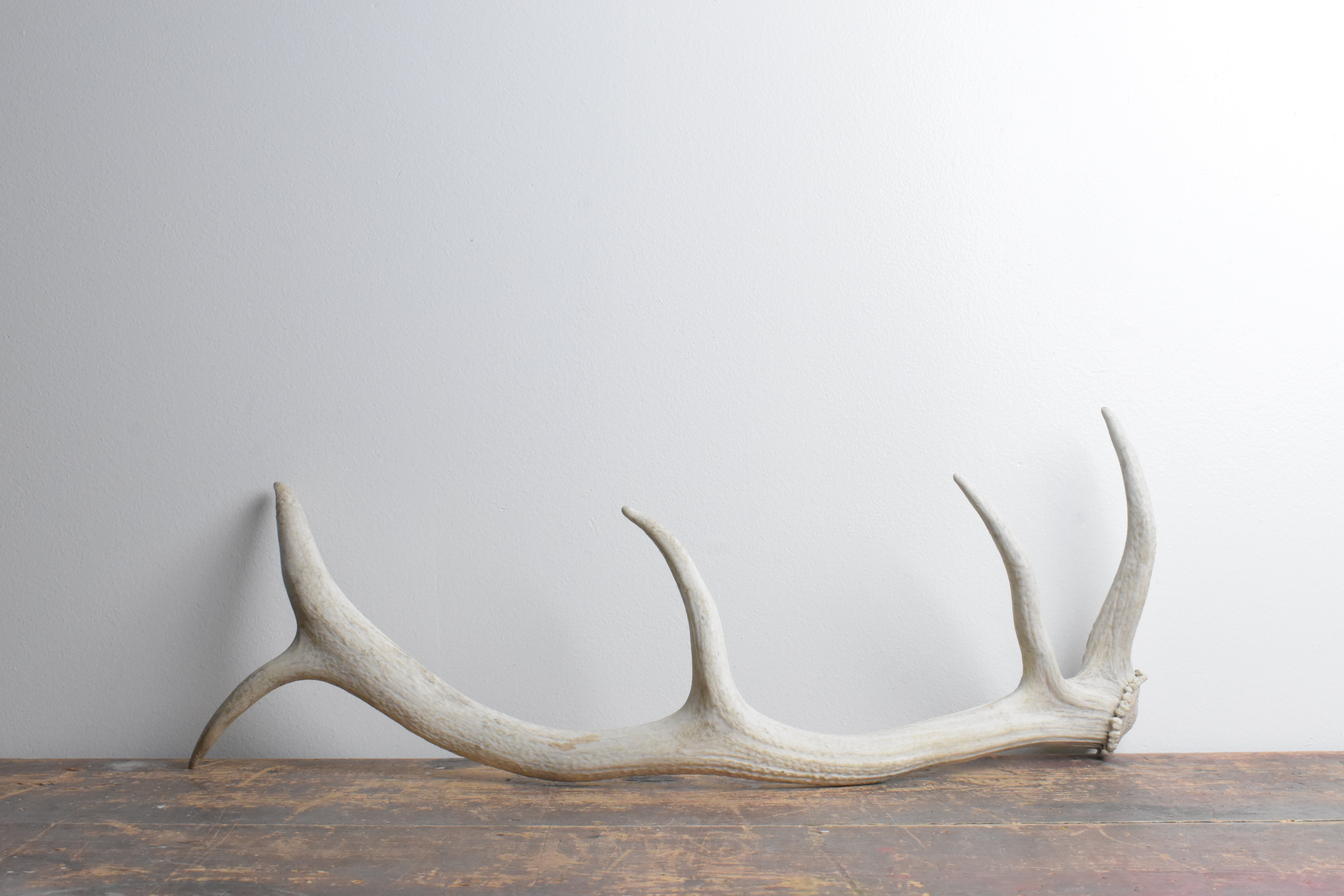 Elk Antler | Medium Size | 113