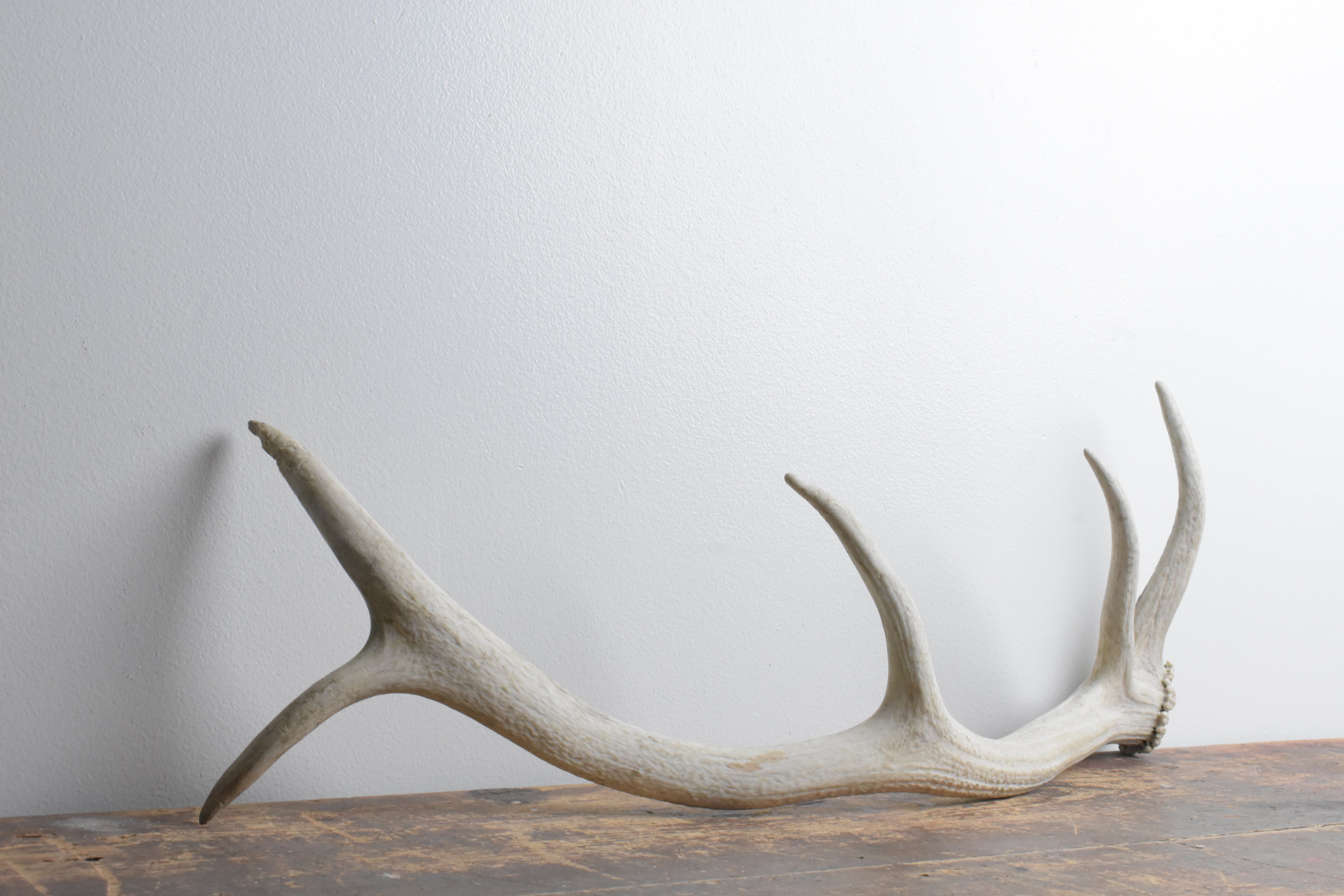 Elk Antler | Medium Size | 113