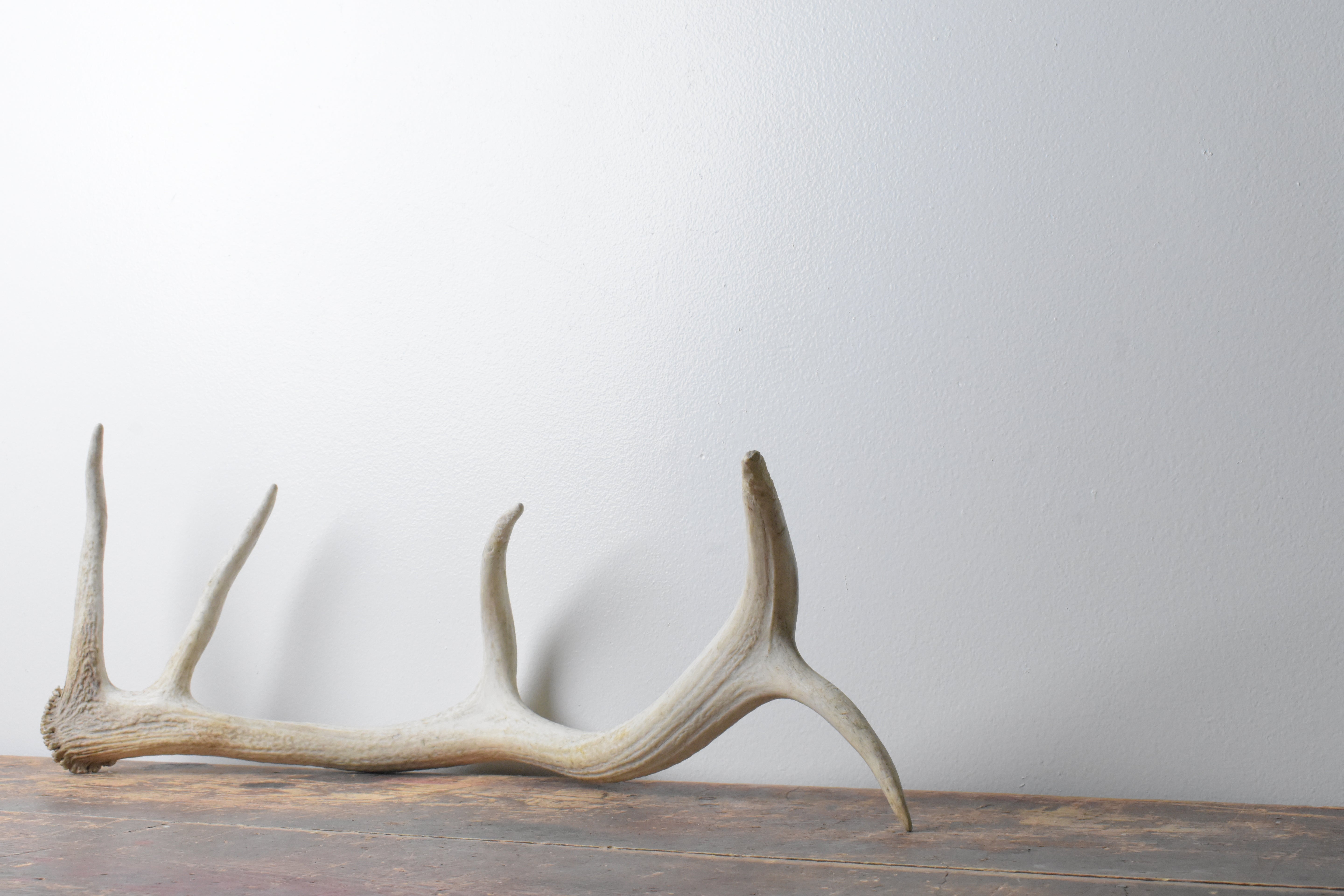 Elk Antler | Medium Size | 113