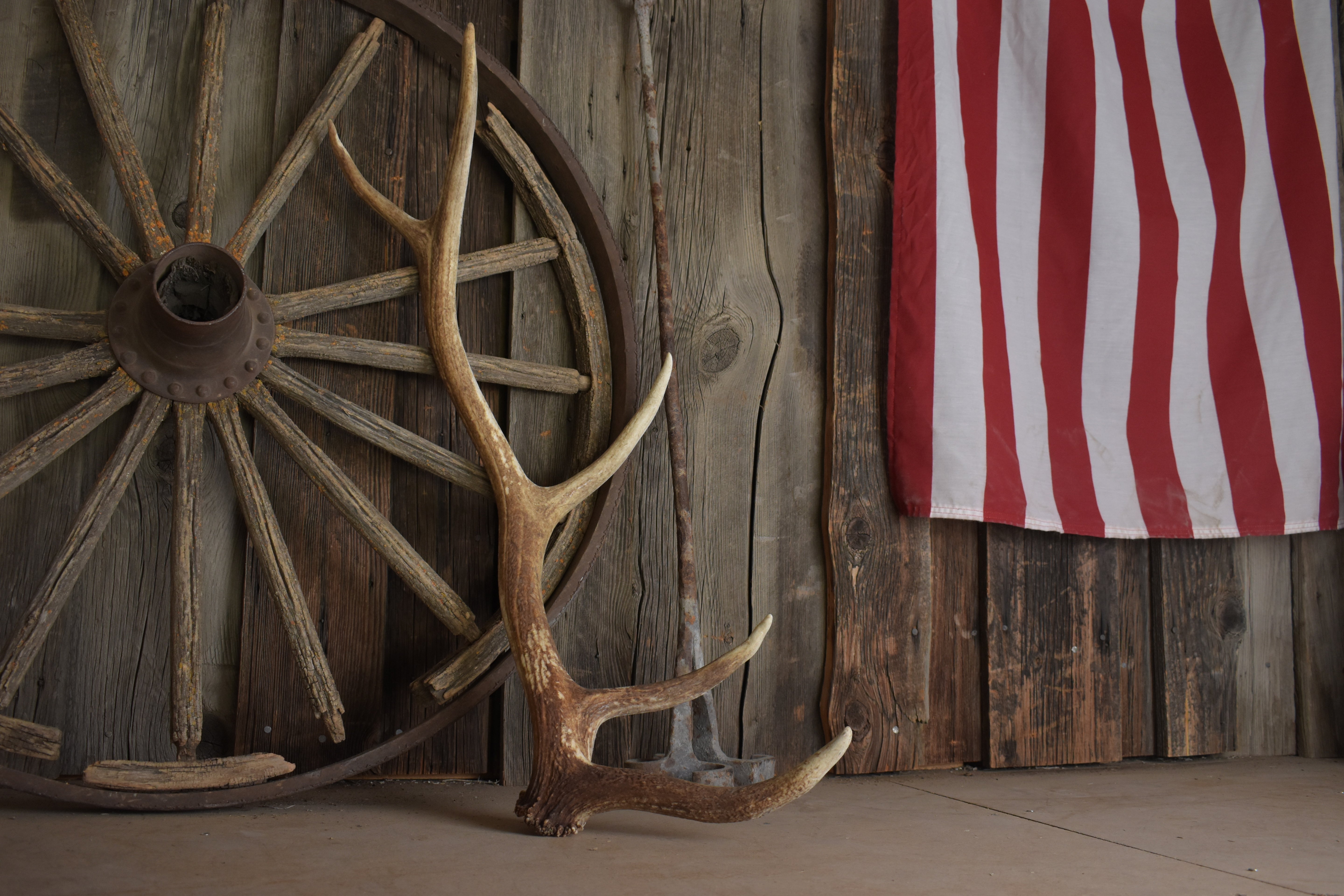 Elk Antler | Medium Size | 118