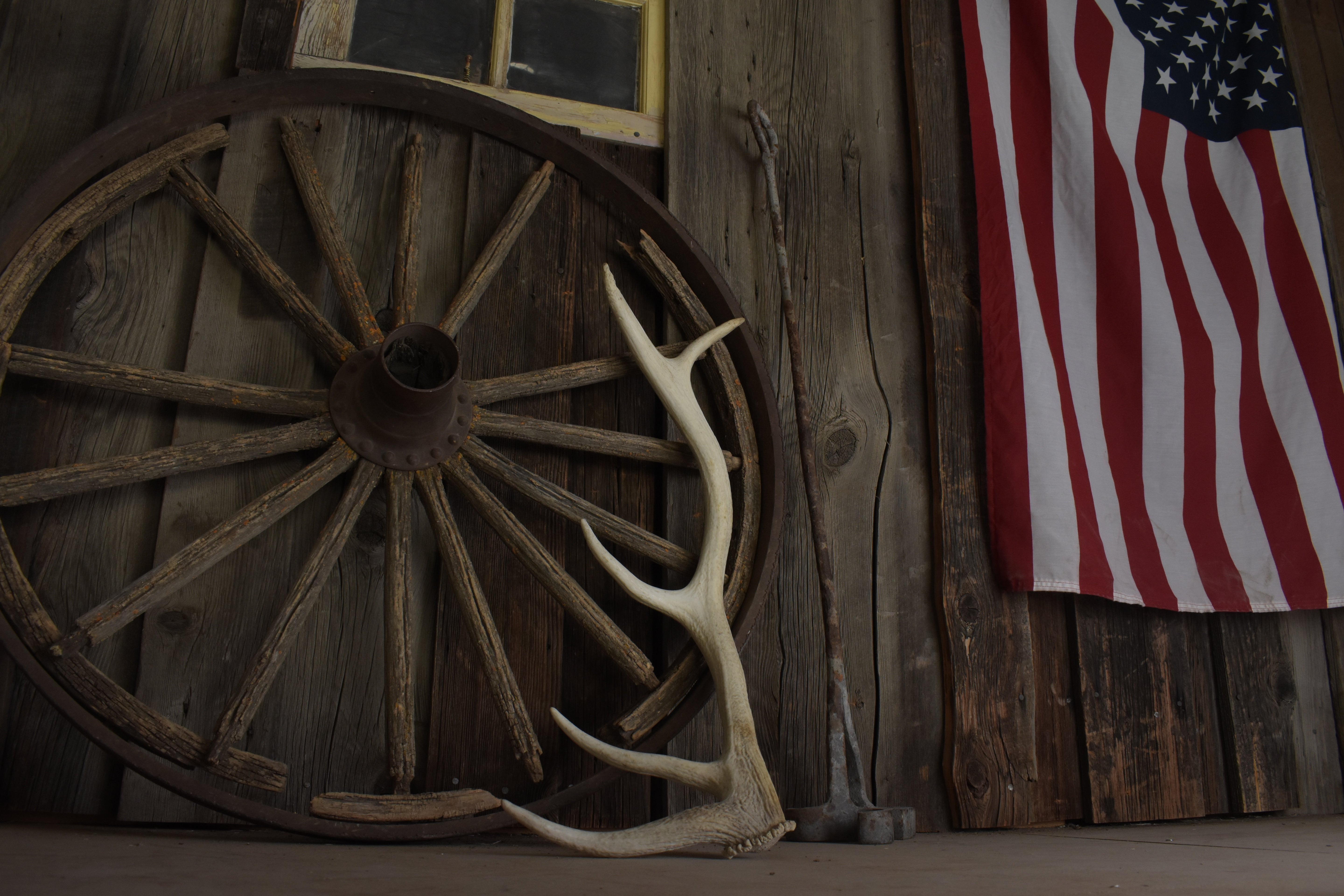 Elk Antler | Medium Size | 113