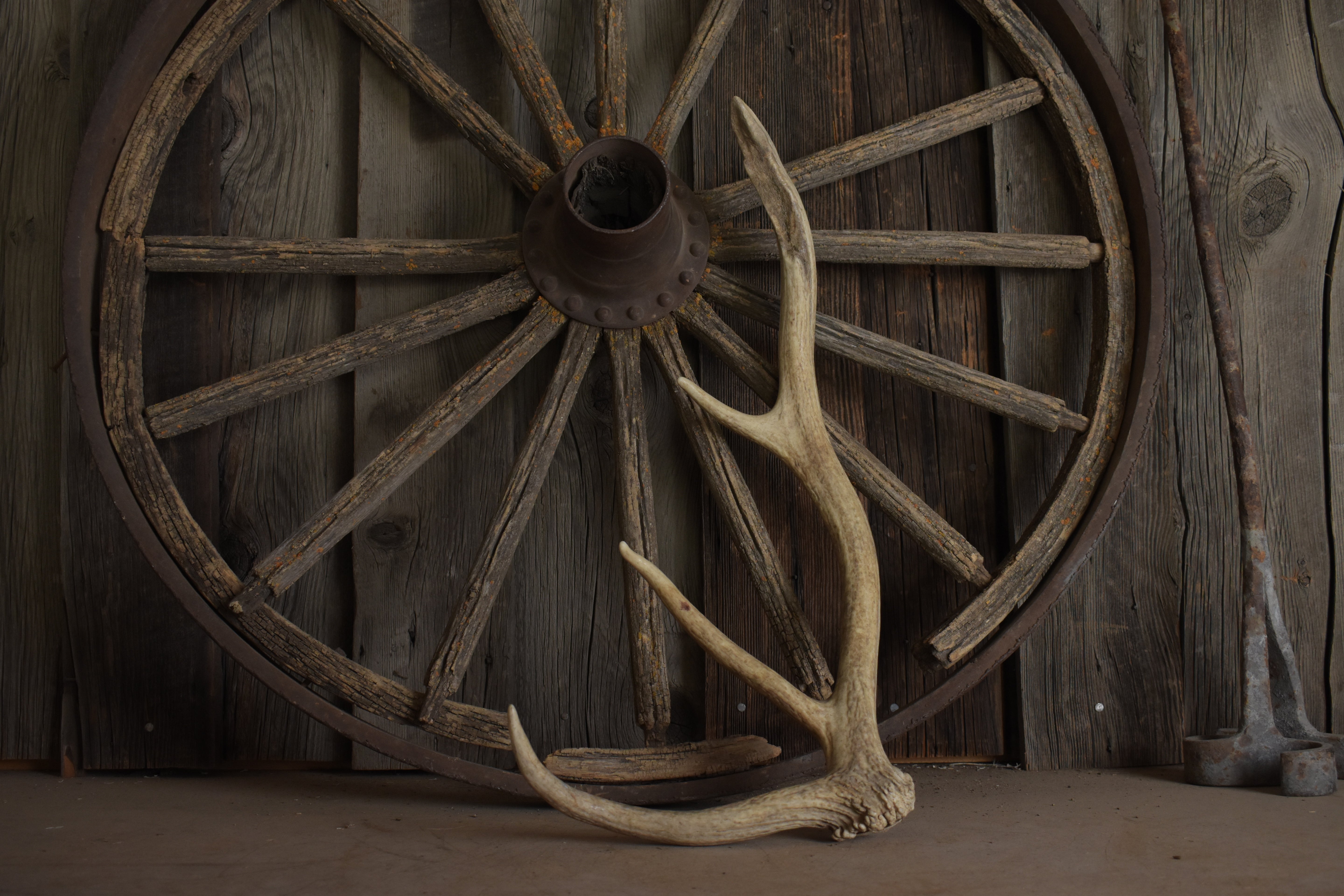 Elk Antler | Small Size | 117