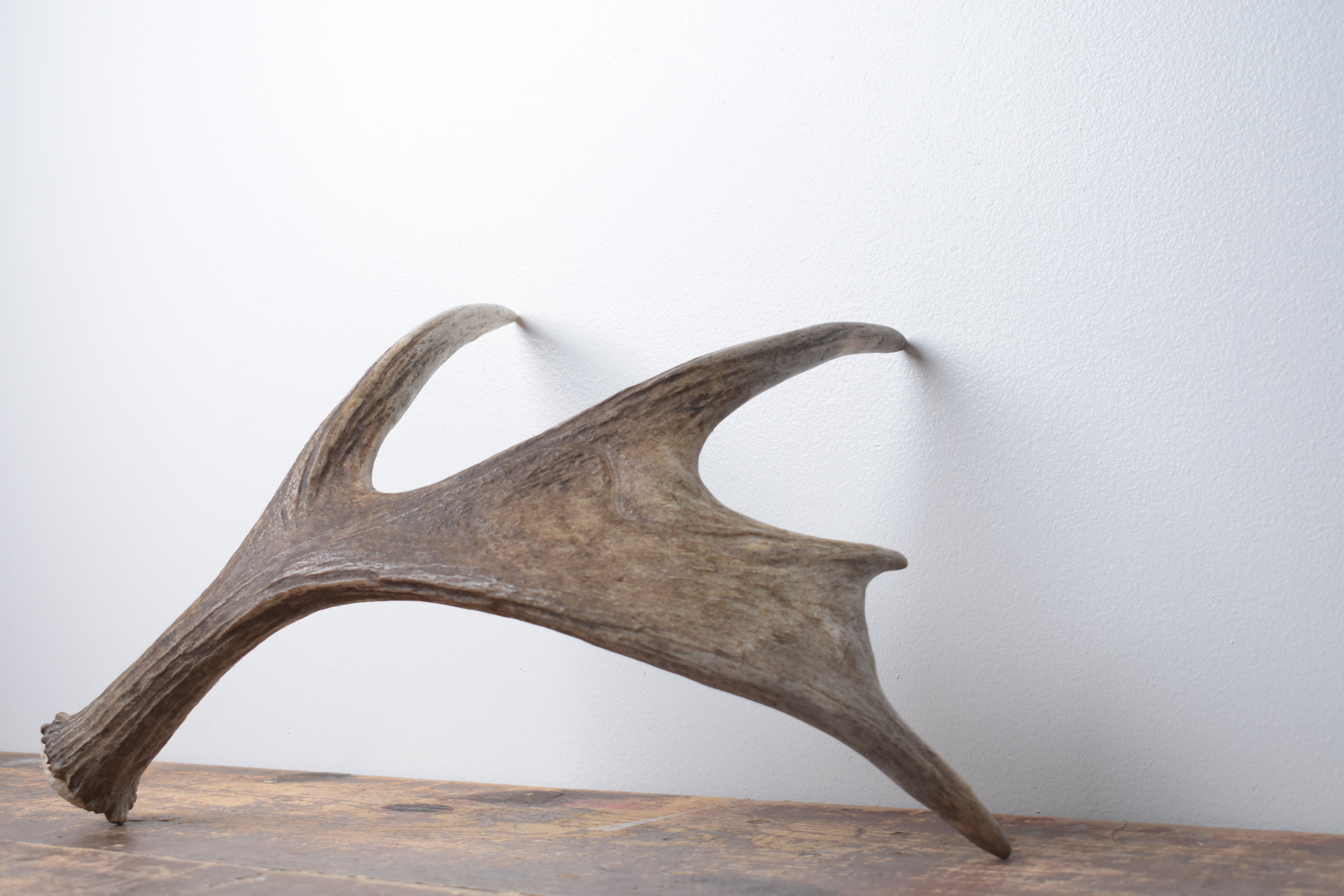 Moose Antler | Extra-Small Size | 12