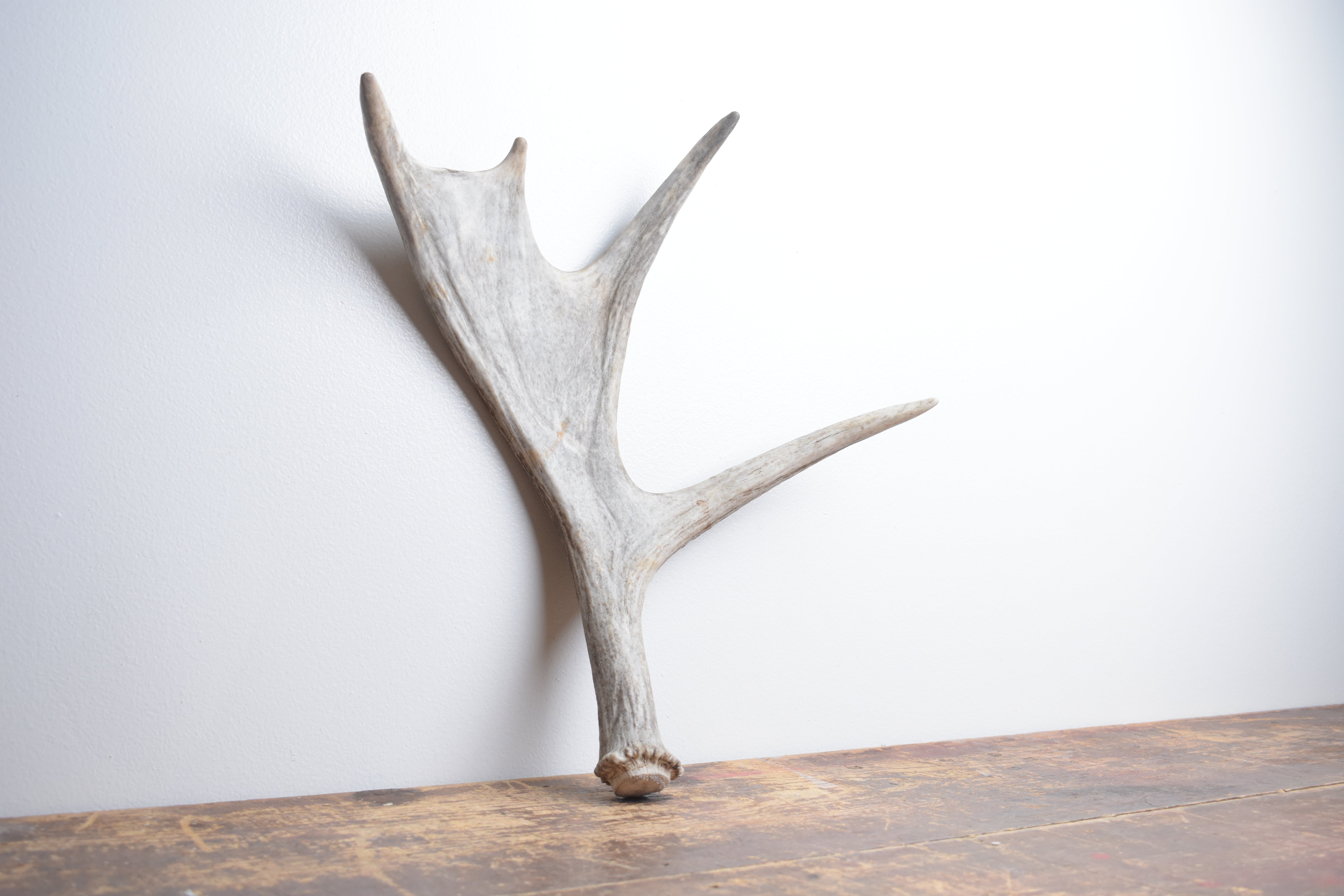 Moose Antler | Extra-Small Size | 12