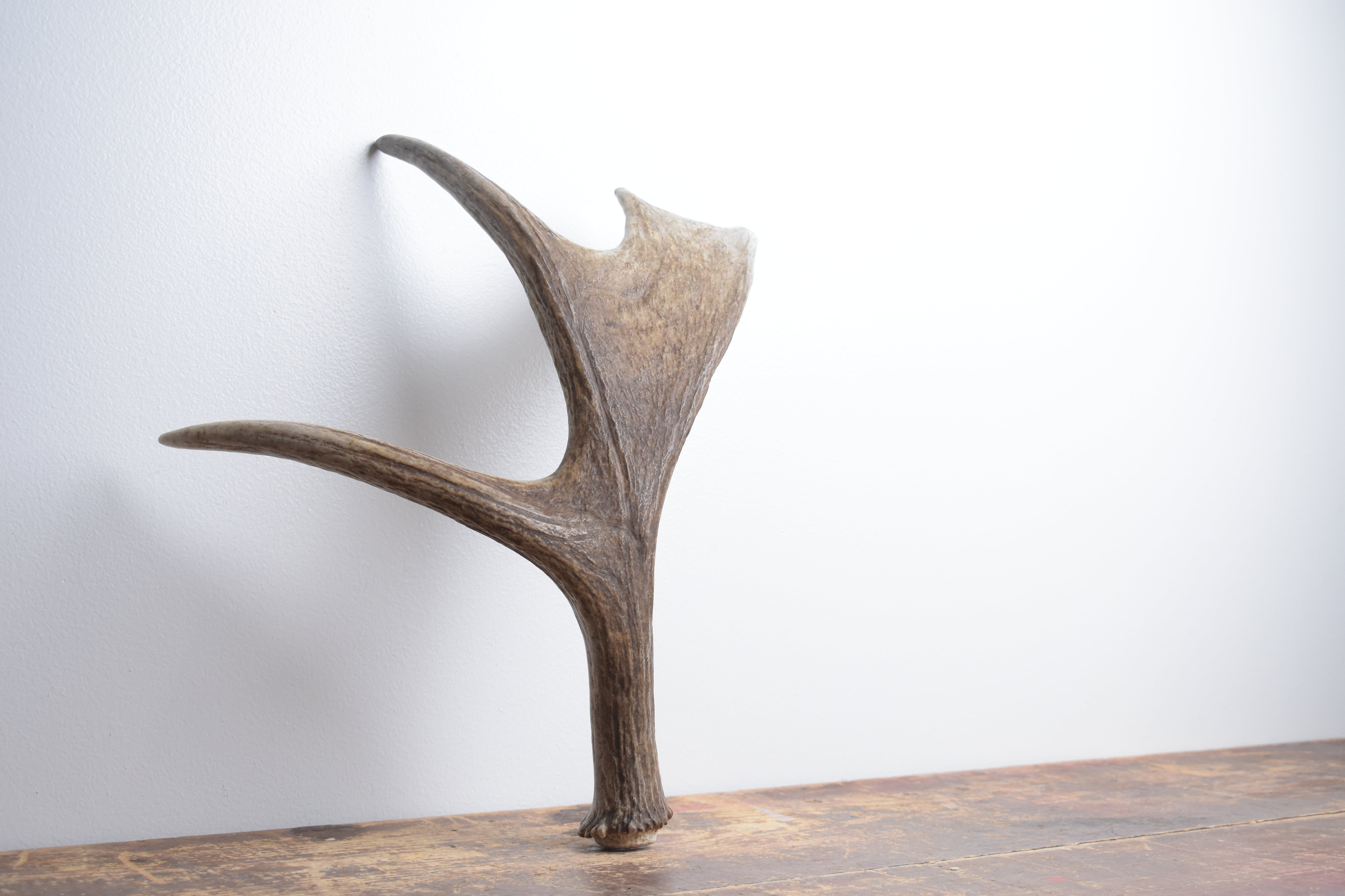 Moose Antler | Extra-Small Size | 12