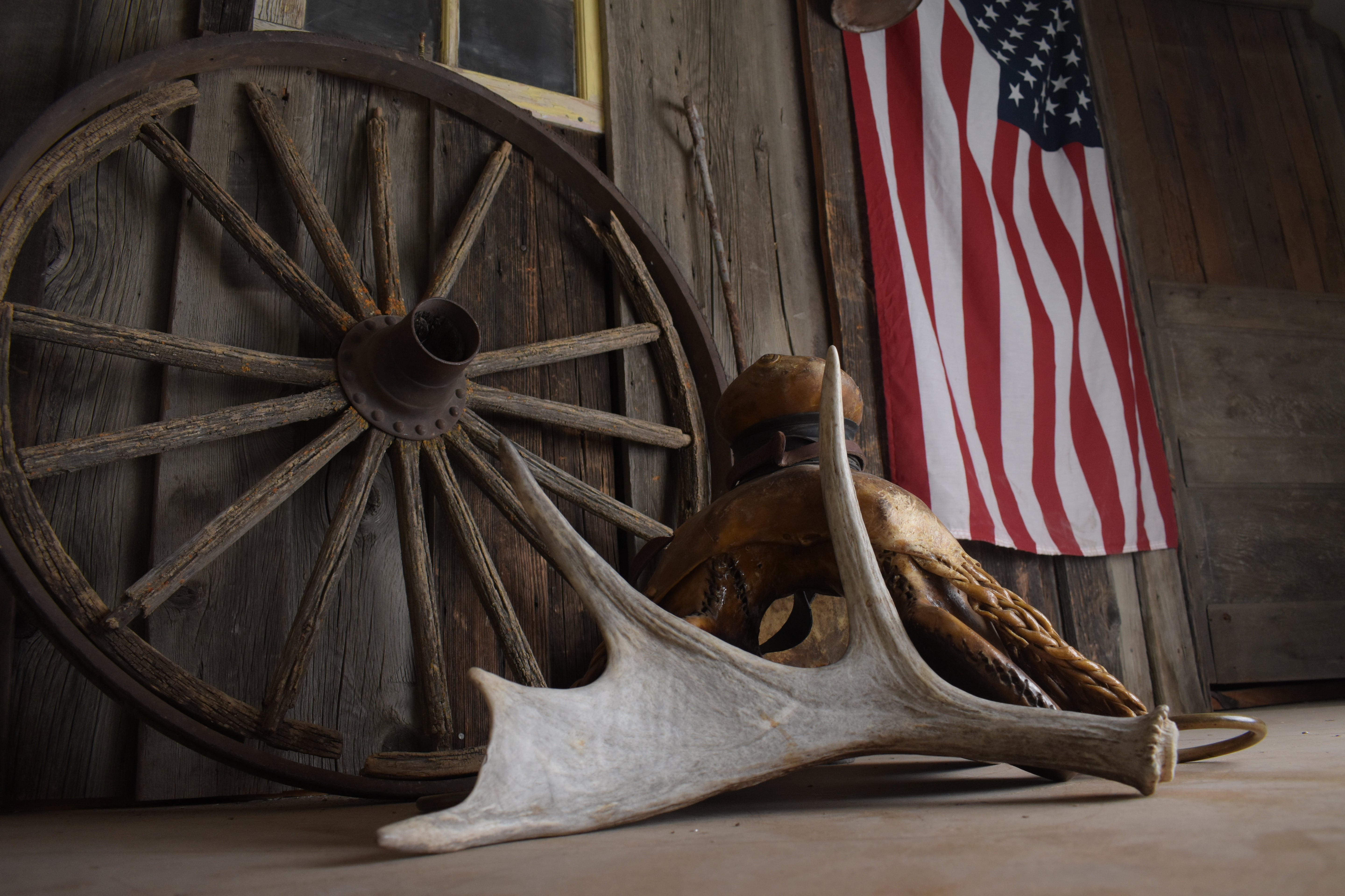 Moose Antler | Extra-Small Size | 12