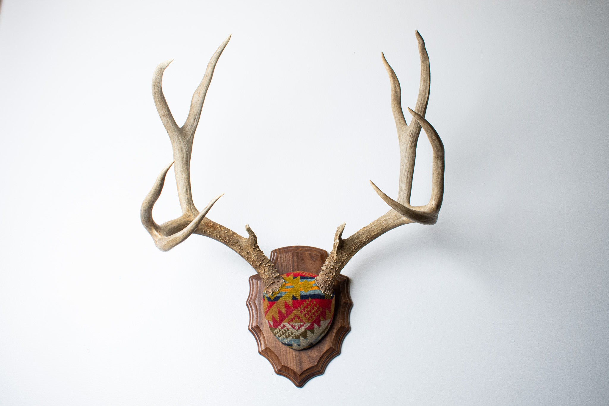 SOLD OUT | Mule Deer Antler Mount | Canyon | 06
