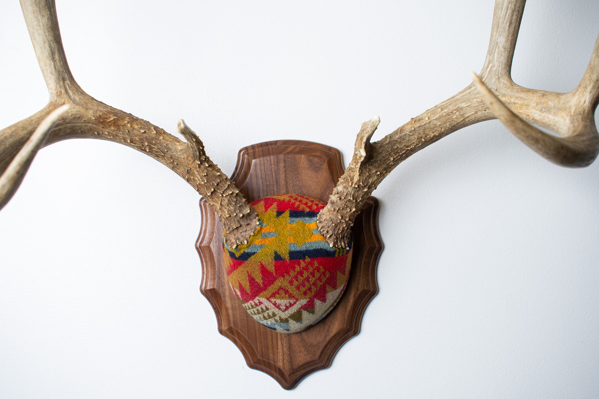 SOLD OUT | Mule Deer Antler Mount | Canyon | 06