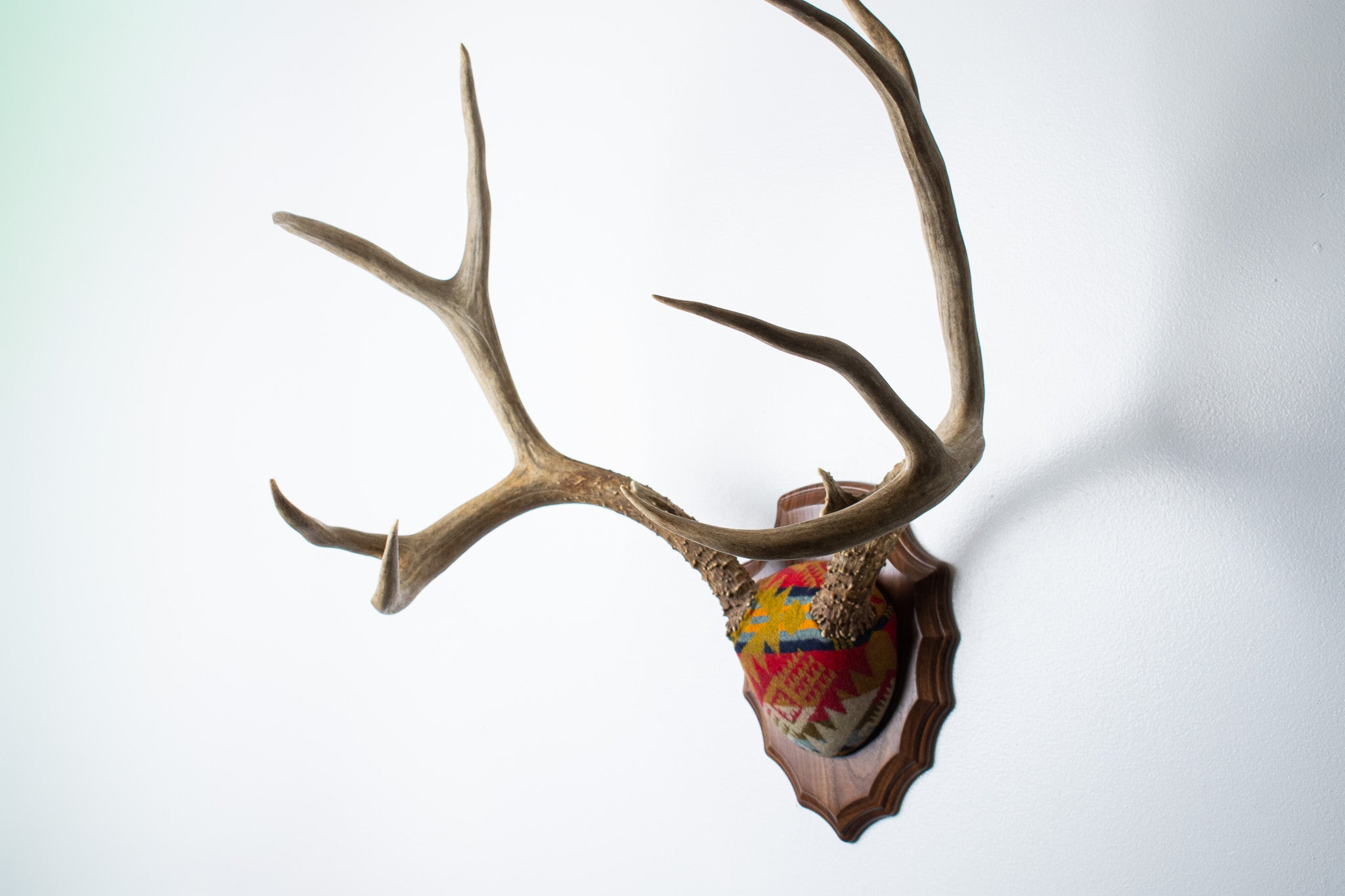 SOLD OUT | Mule Deer Antler Mount | Canyon | 06
