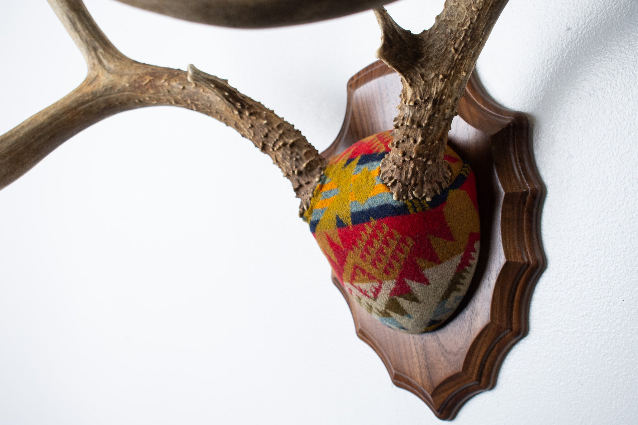 SOLD OUT | Mule Deer Antler Mount | Canyon | 06