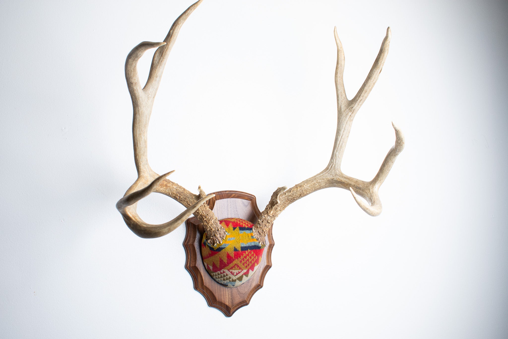 SOLD OUT | Mule Deer Antler Mount | Canyon | 06