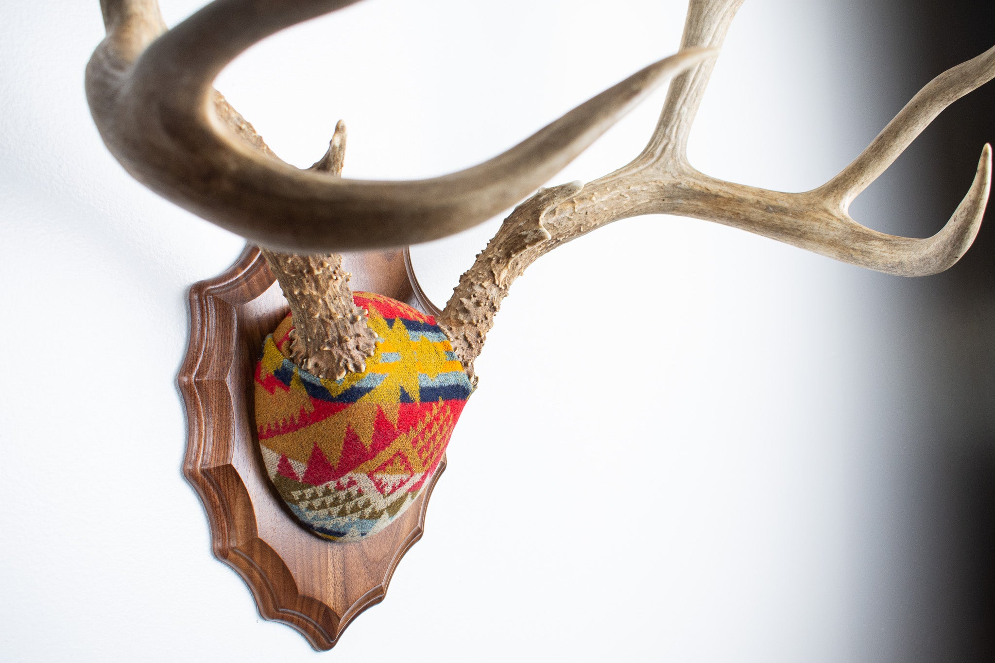 SOLD OUT | Mule Deer Antler Mount | Canyon | 06