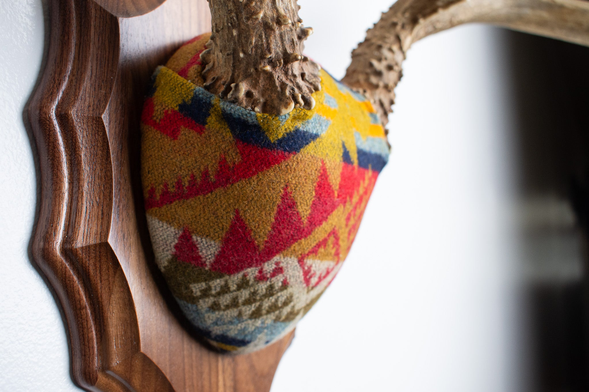 SOLD OUT | Mule Deer Antler Mount | Canyon | 06