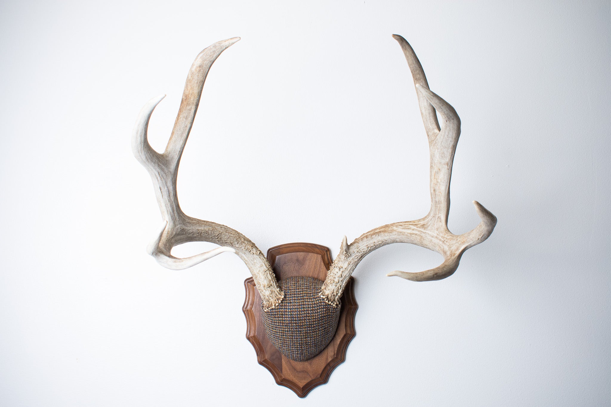 Mule Deer Antler Mount | Multi-colored | 32