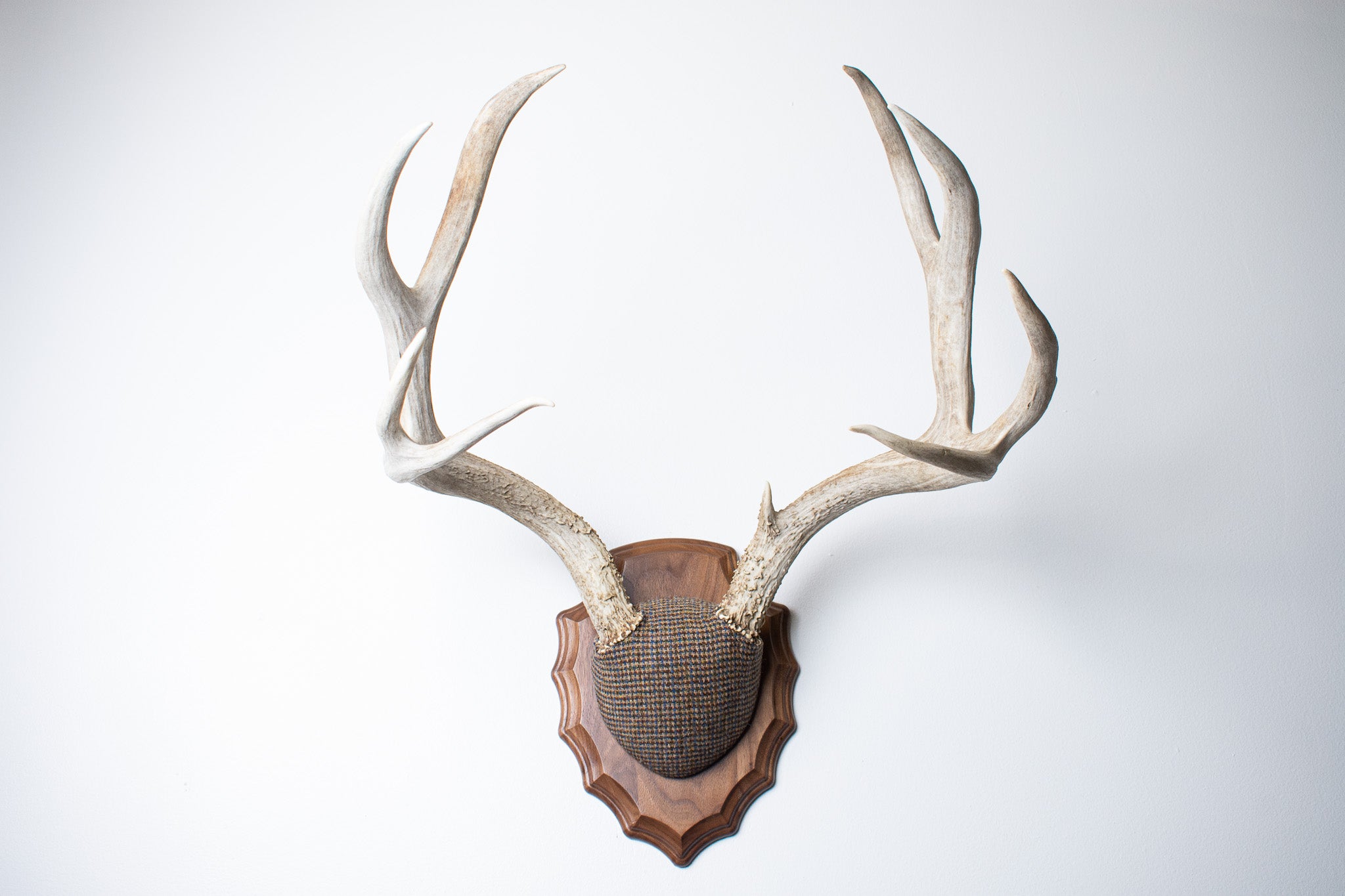 Mule Deer Antler Mount | Multi-colored | 32
