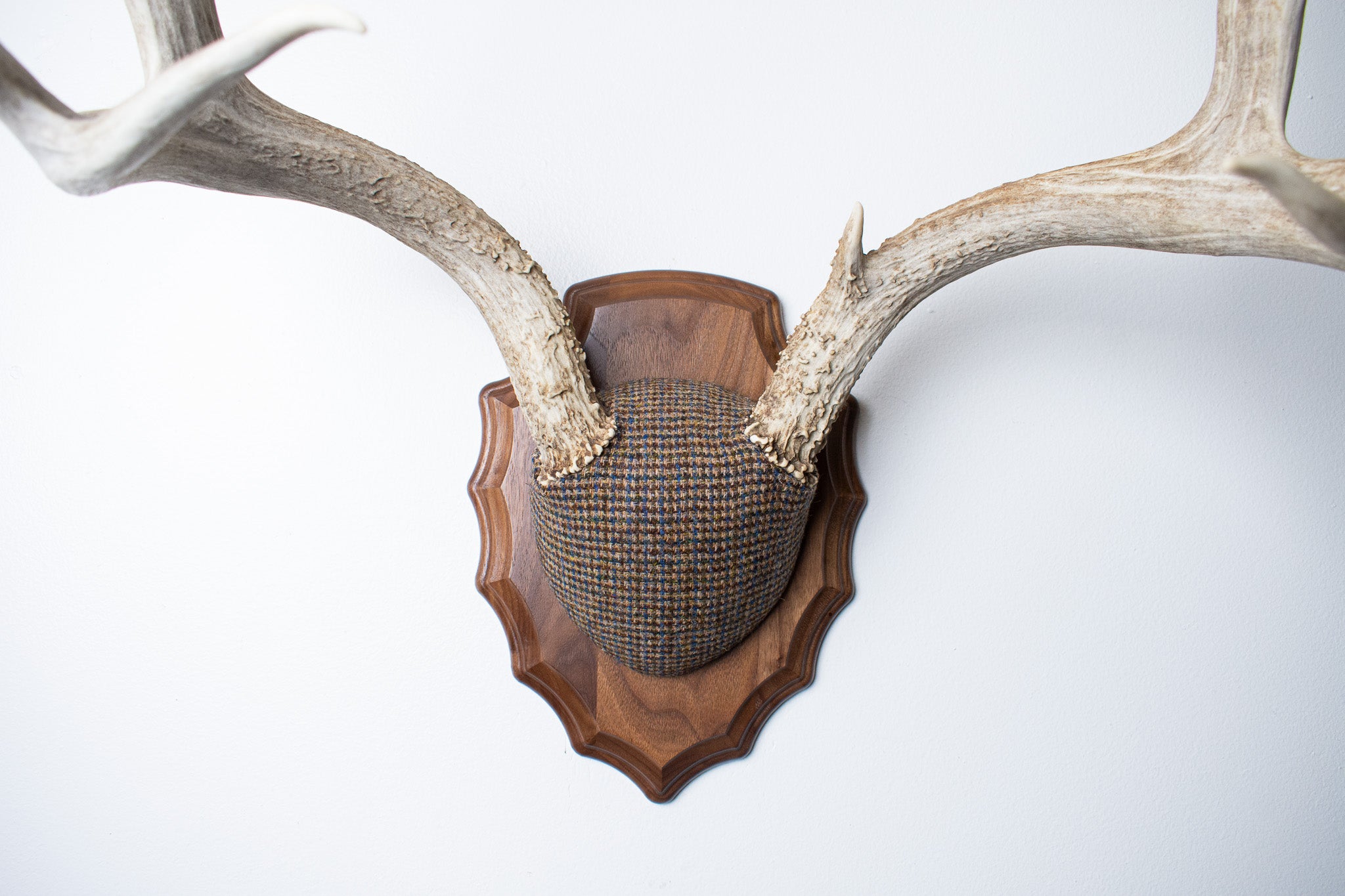 Mule Deer Antler Mount | Multi-colored | 32