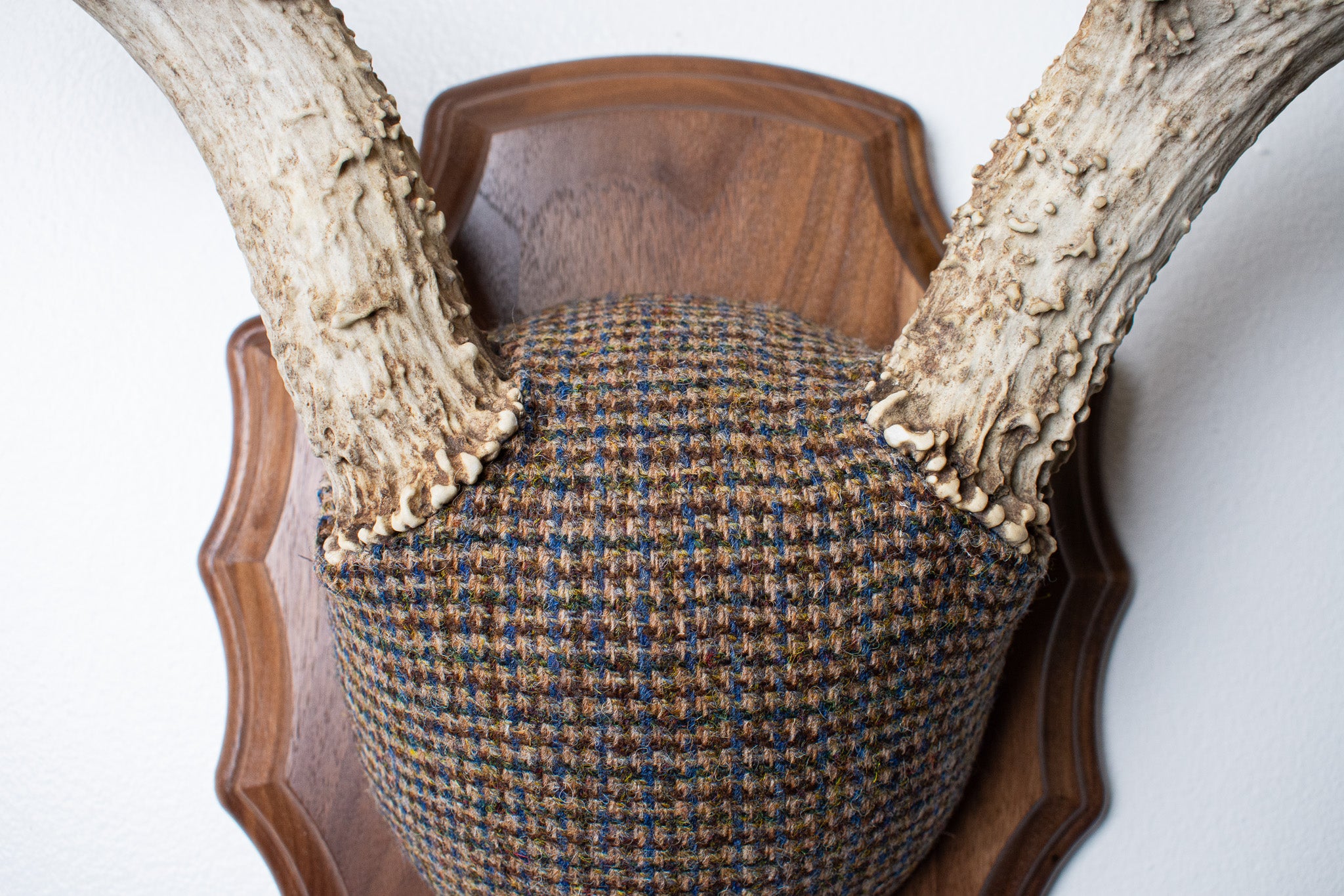 Mule Deer Antler Mount | Multi-colored | 32