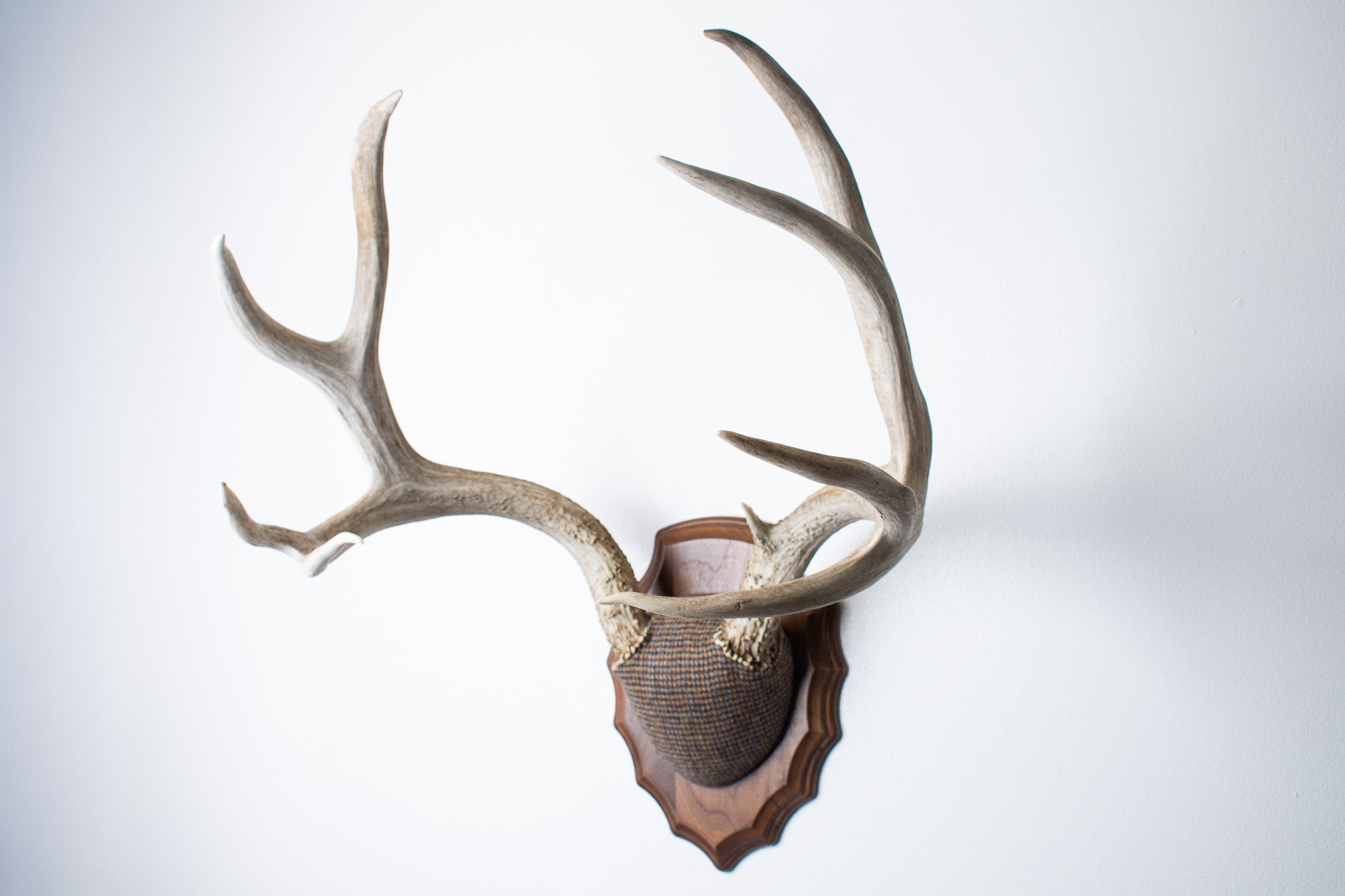 Mule Deer Antler Mount | Multi-colored | 32