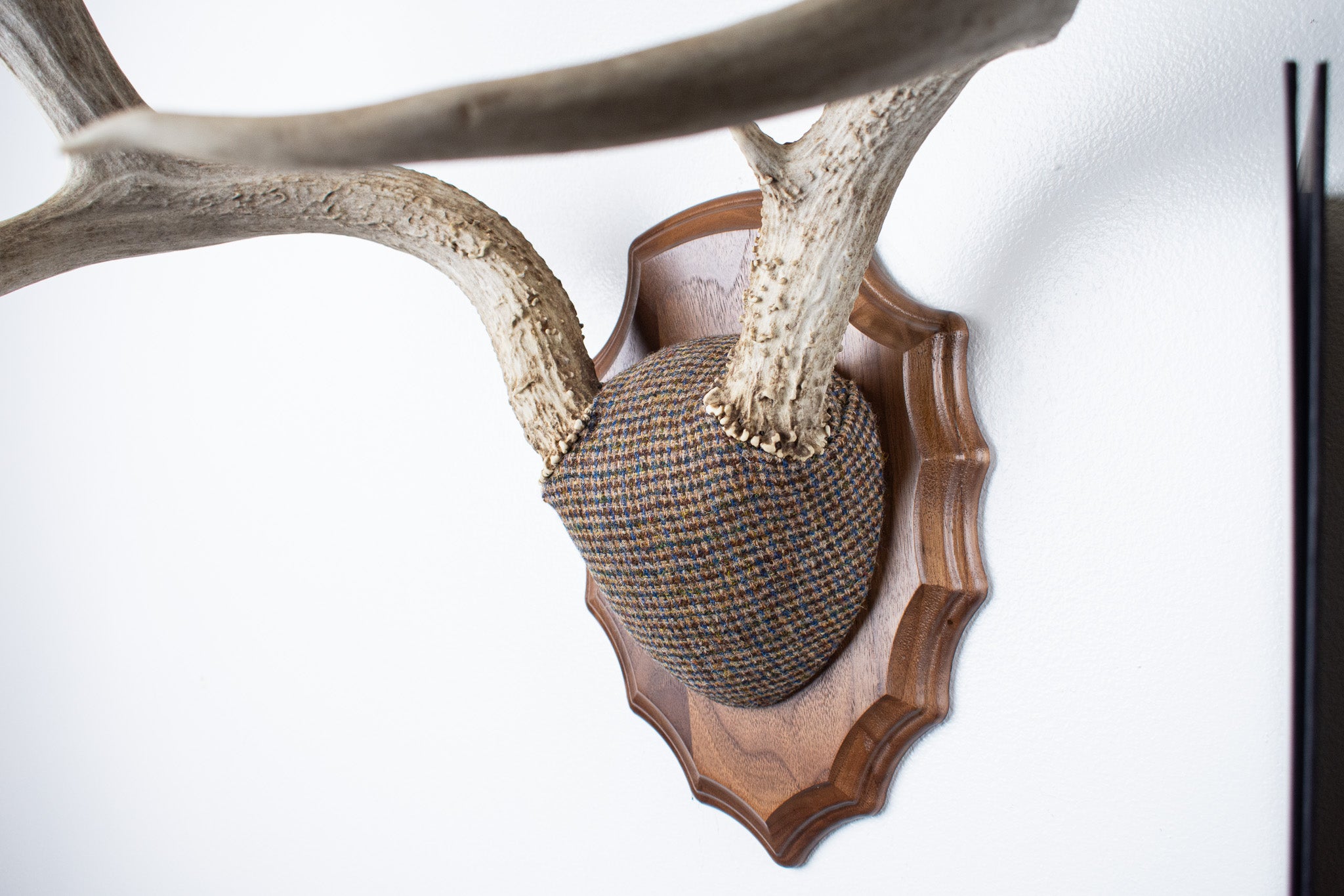 Mule Deer Antler Mount | Multi-colored | 32