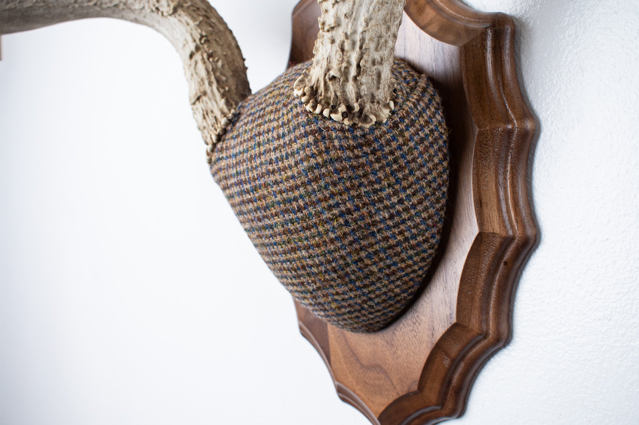 Mule Deer Antler Mount | Multi-colored | 32