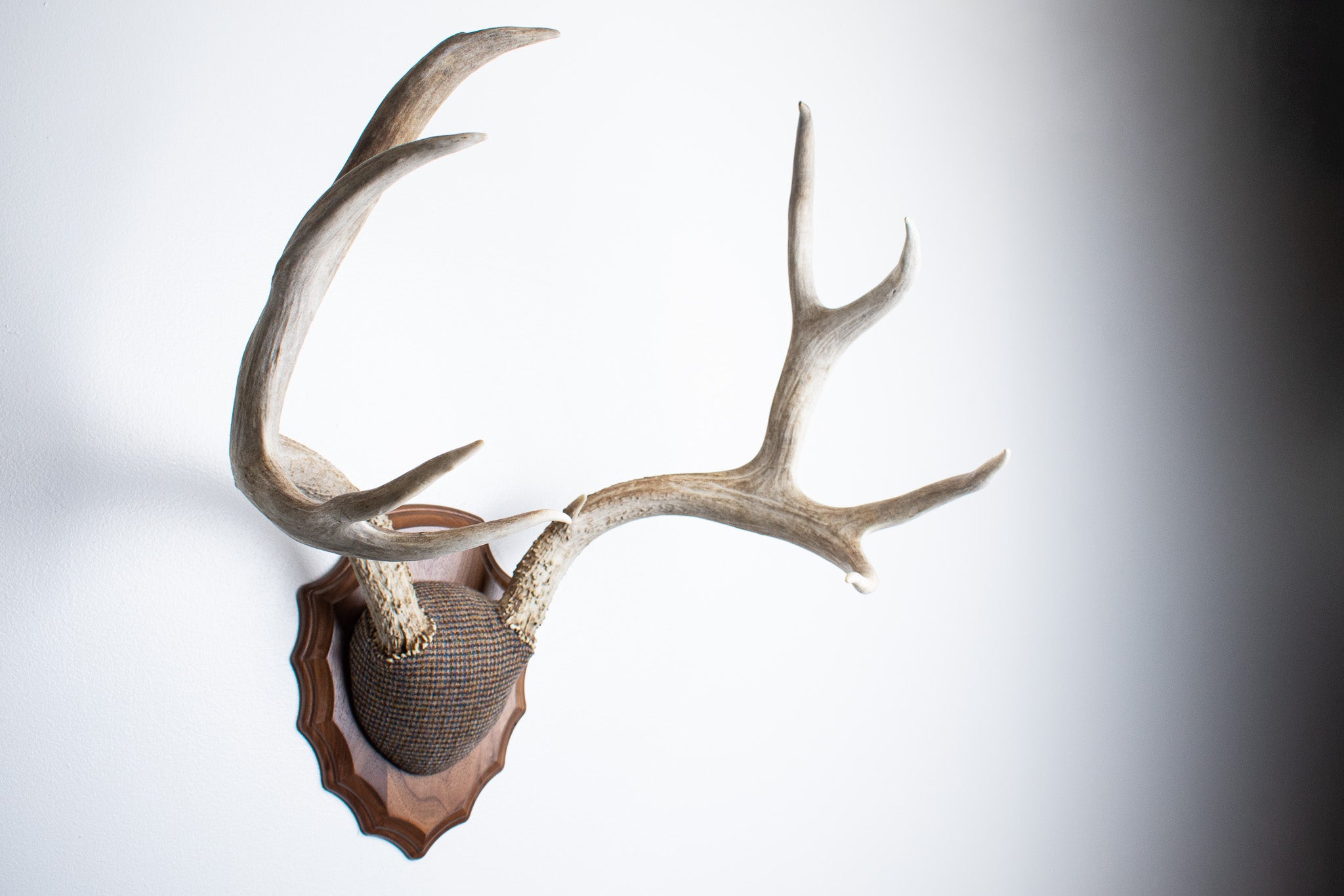 Mule Deer Antler Mount | Multi-colored | 32