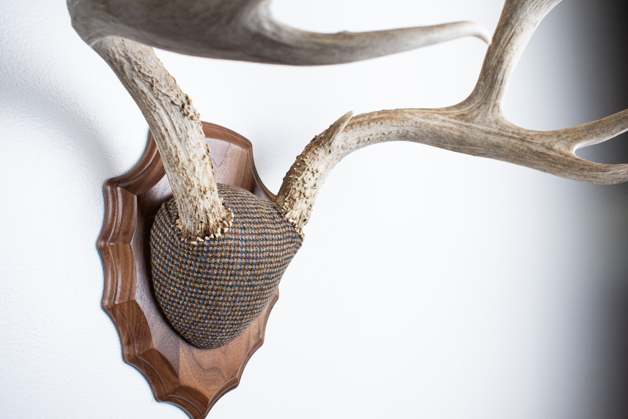 Mule Deer Antler Mount | Multi-colored | 32
