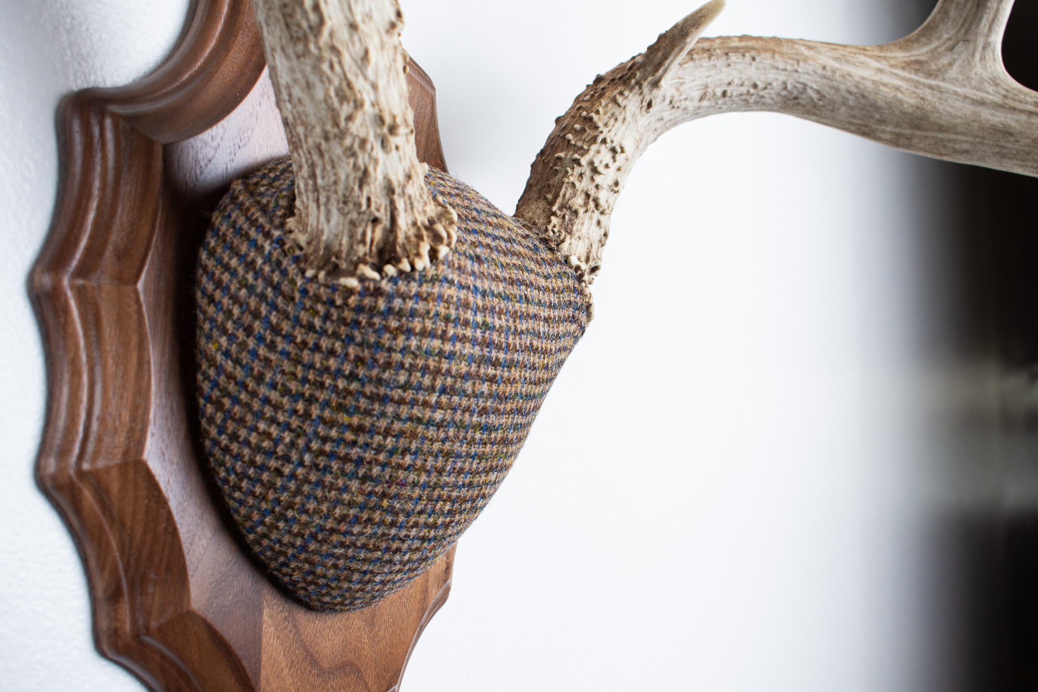 Mule Deer Antler Mount | Multi-colored | 32