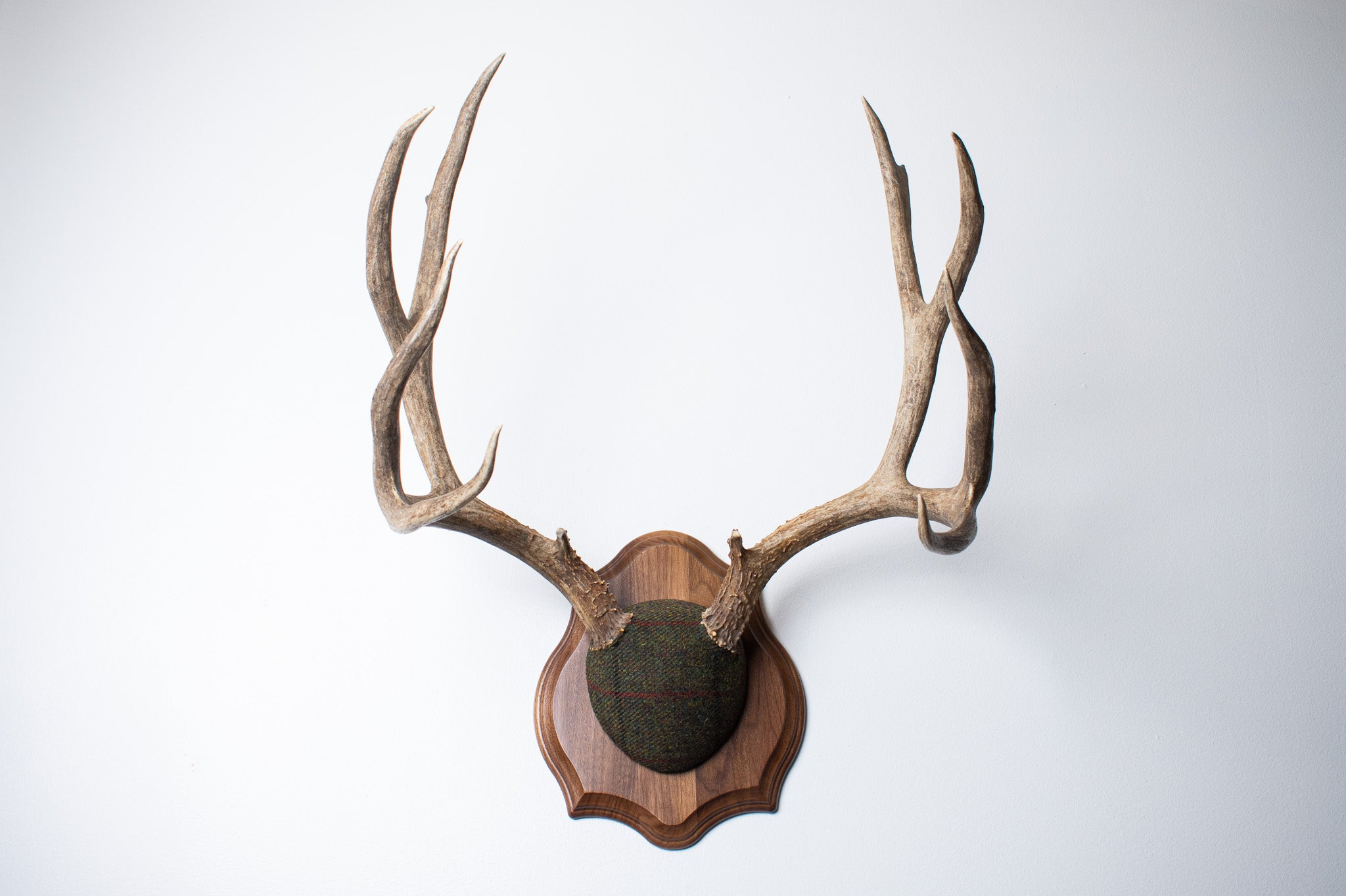 Mule Deer Antler Mount | Green with Red and Black Overcheck | 33