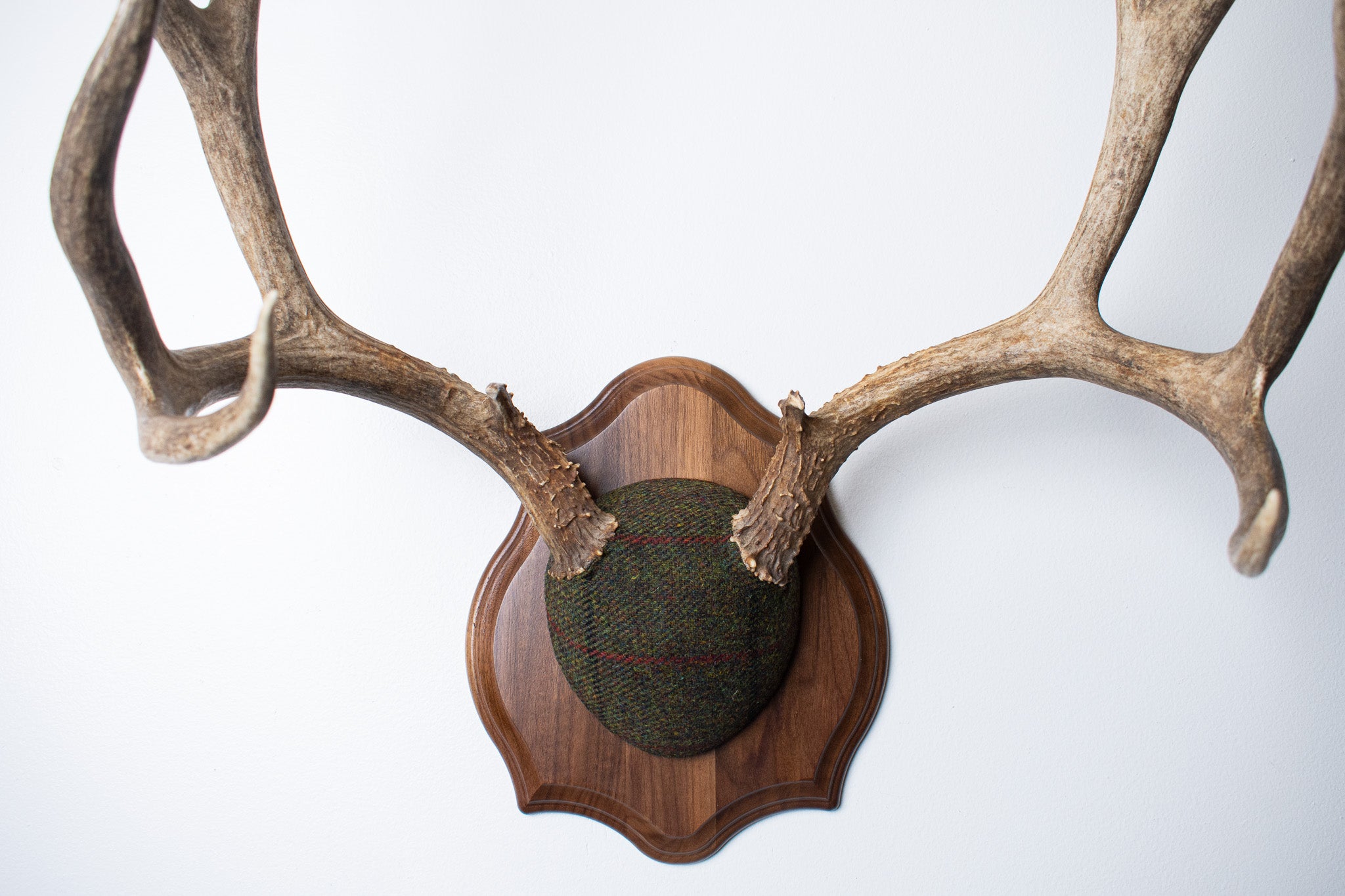 SOLD OUT | Mule Deer Antler Mount | Green with Red and Black Overcheck | 33