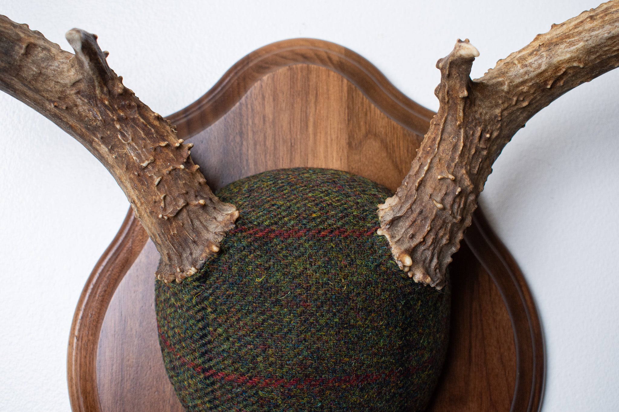 SOLD OUT | Mule Deer Antler Mount | Green with Red and Black Overcheck | 33