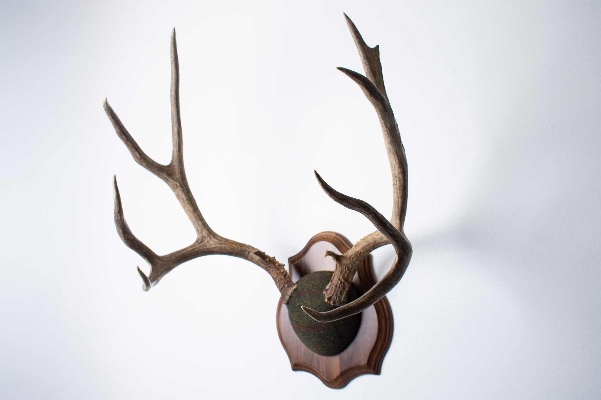 SOLD OUT | Mule Deer Antler Mount | Green with Red and Black Overcheck | 33