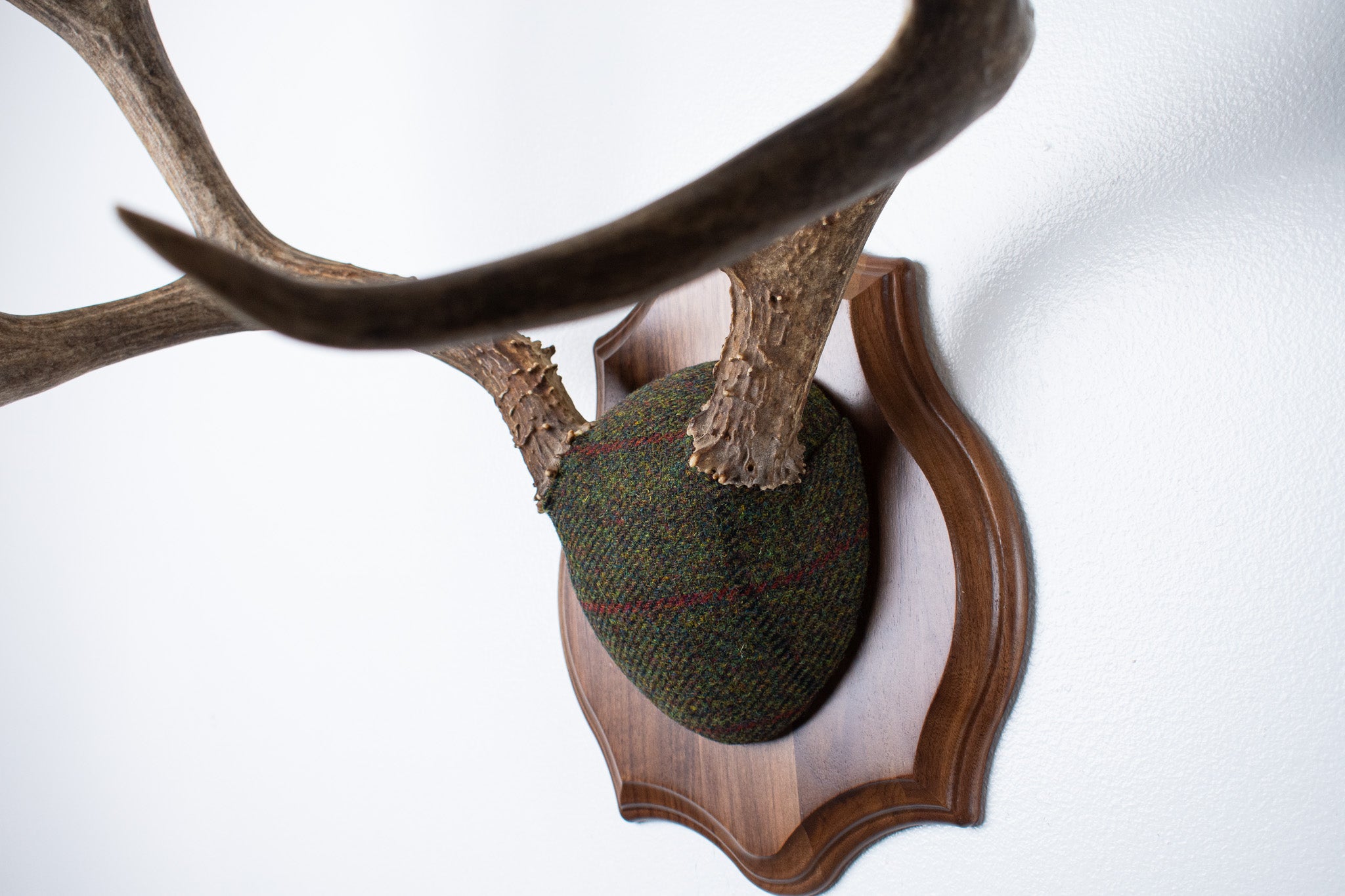 SOLD OUT | Mule Deer Antler Mount | Green with Red and Black Overcheck | 33